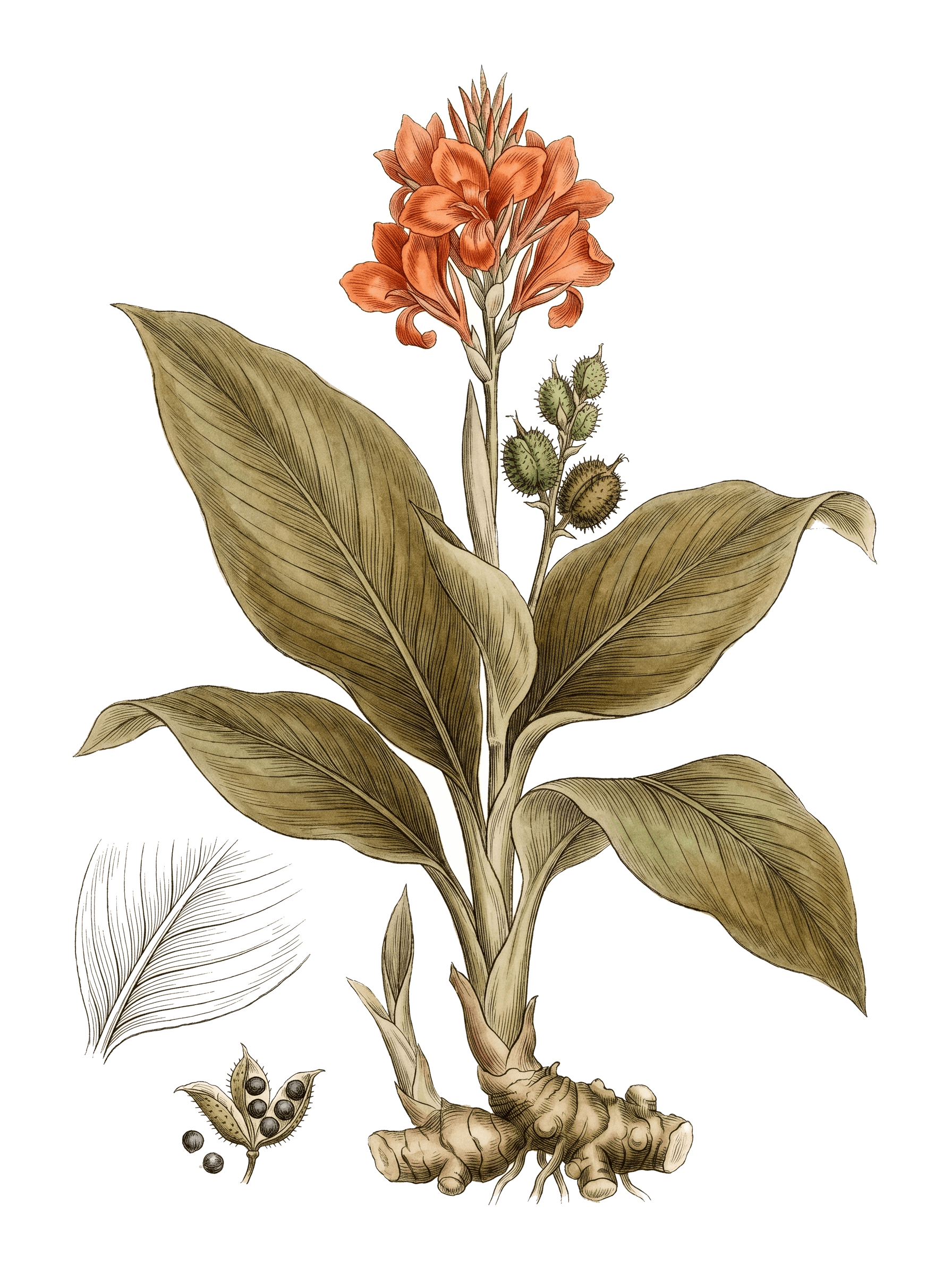 Botanical plate of Canna lily