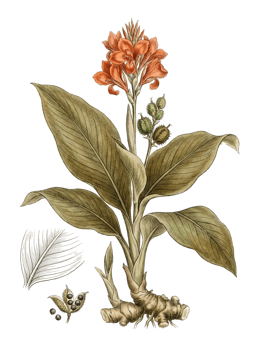 Botanical plate of Canna lily