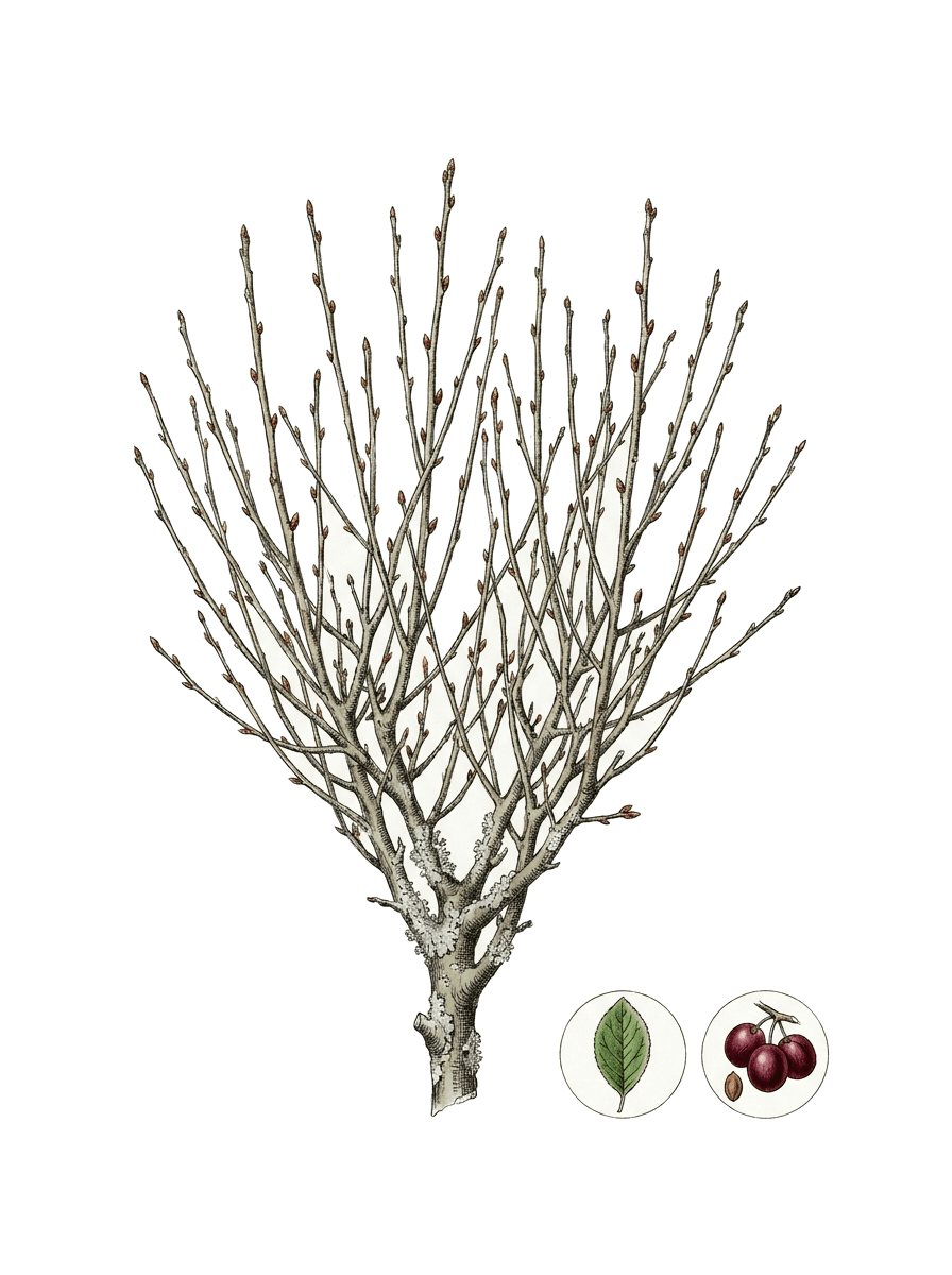 Botanical plate of Plum or cherry tree (dormant)