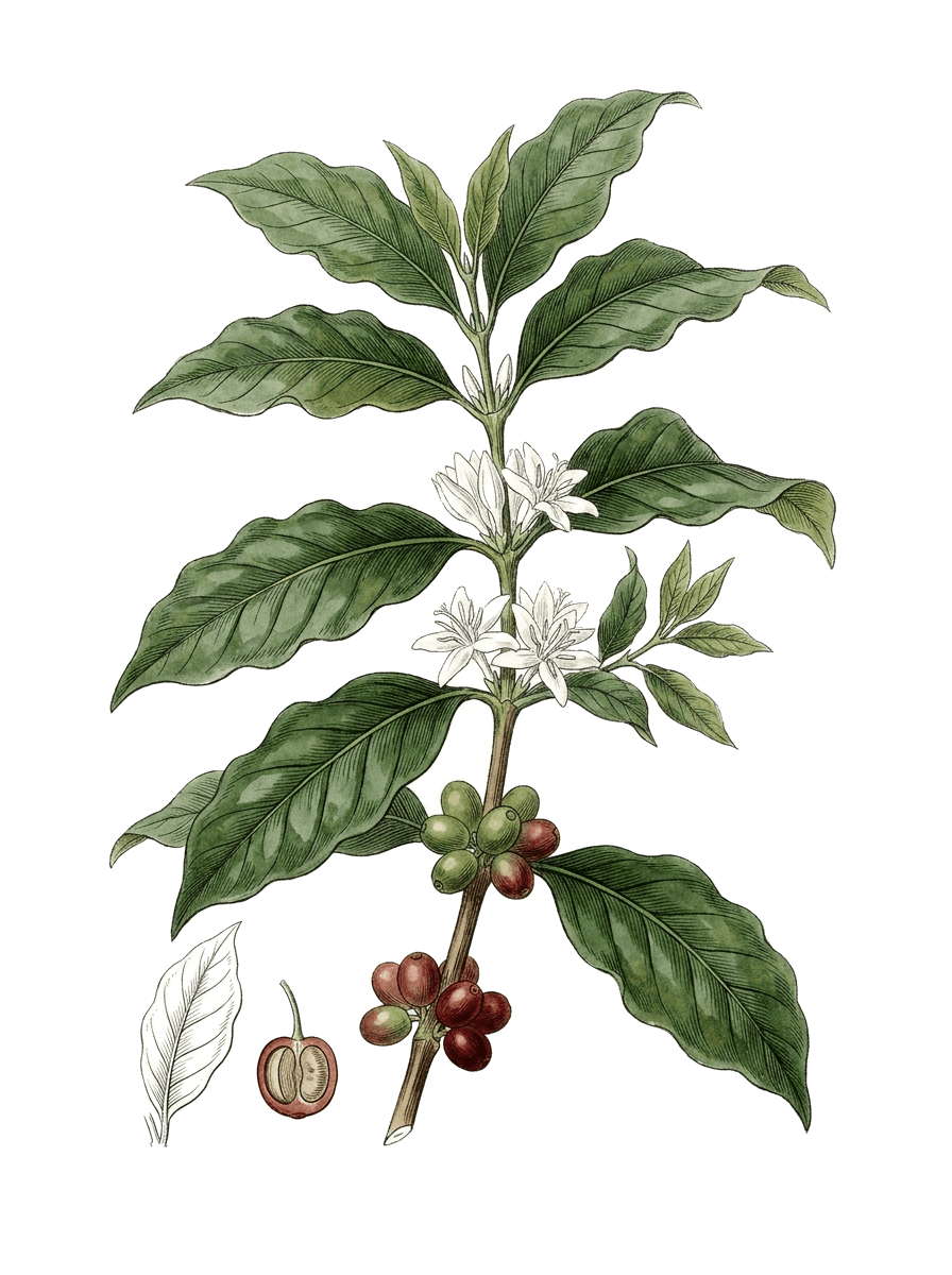 Botanical plate of Arabica coffee