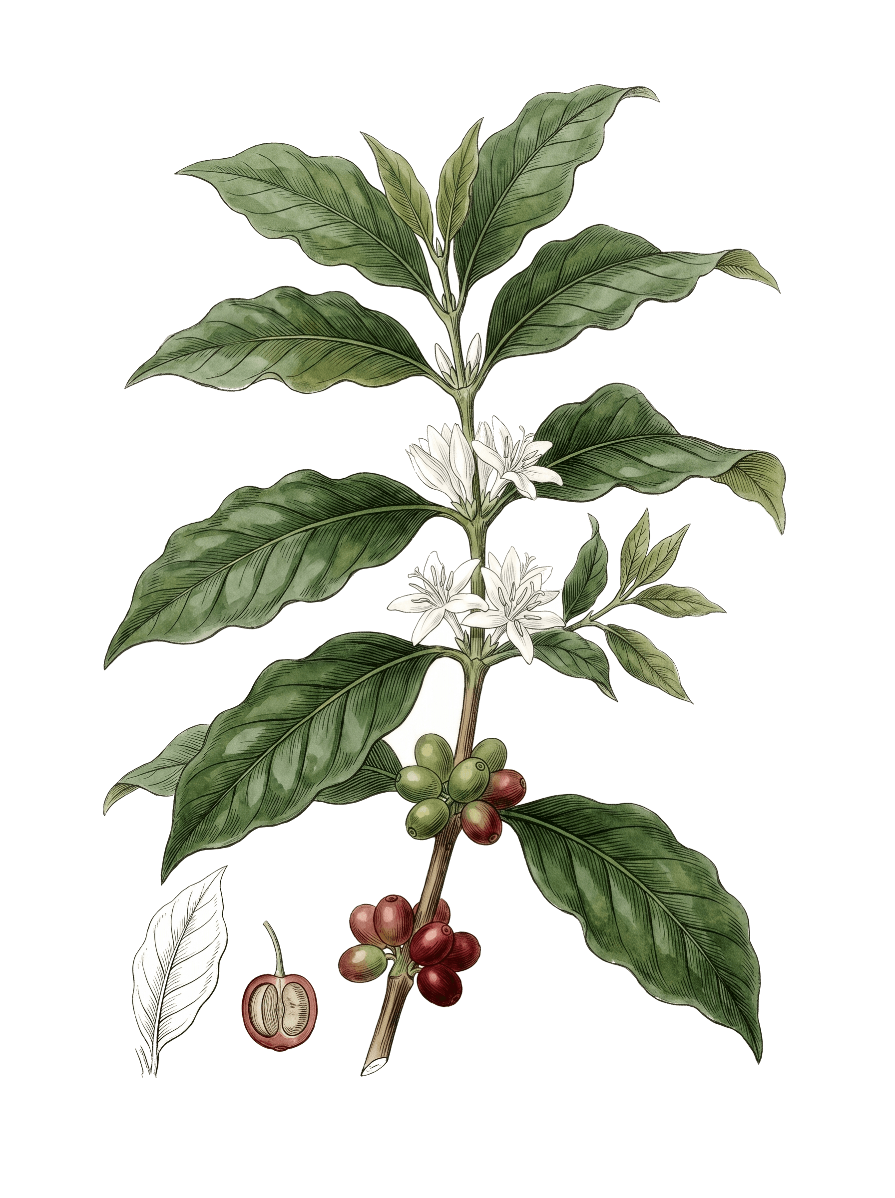 Botanical plate of Arabica coffee