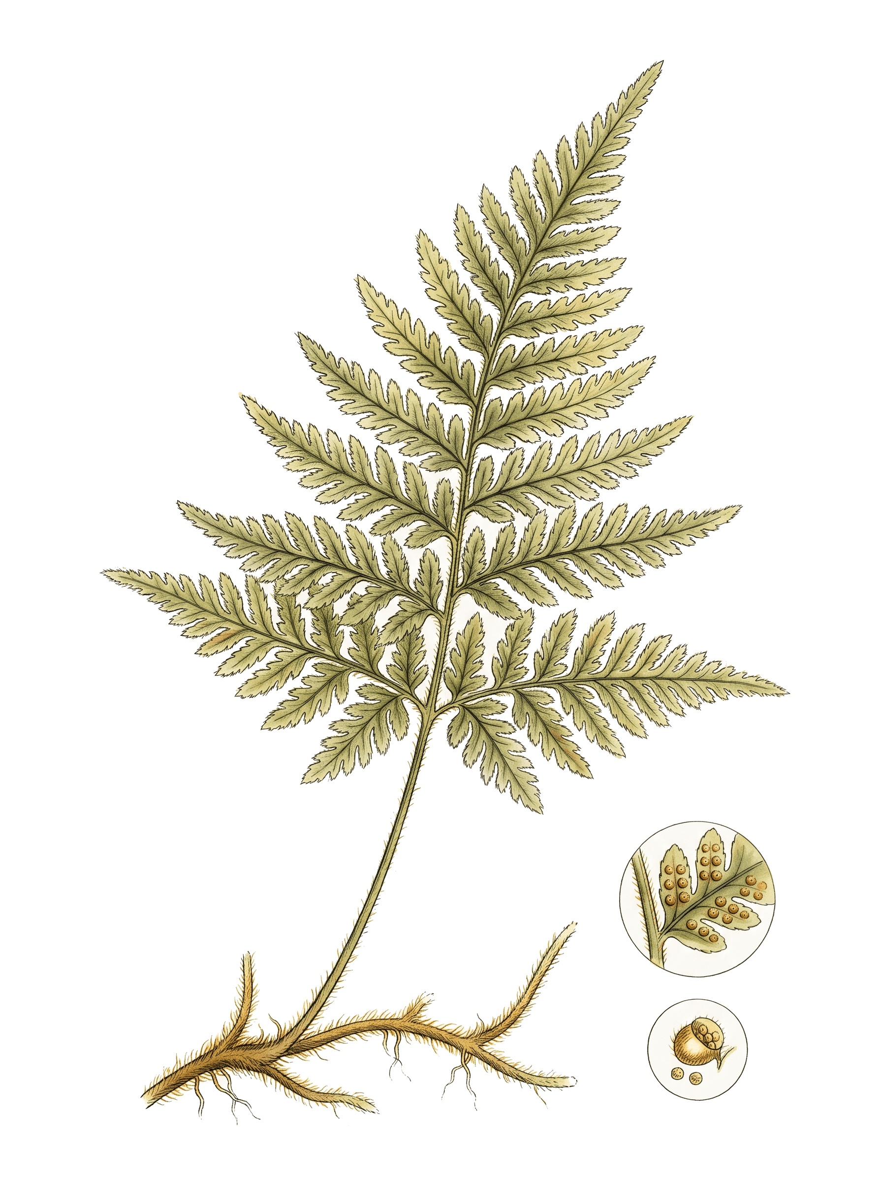 Botanical plate of Hay-scented fern