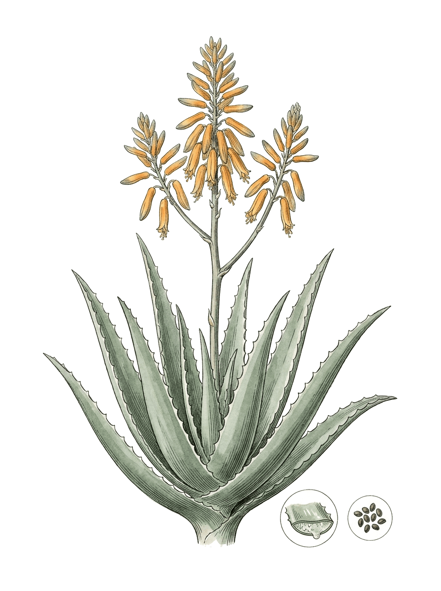 Botanical plate of Aloe vera