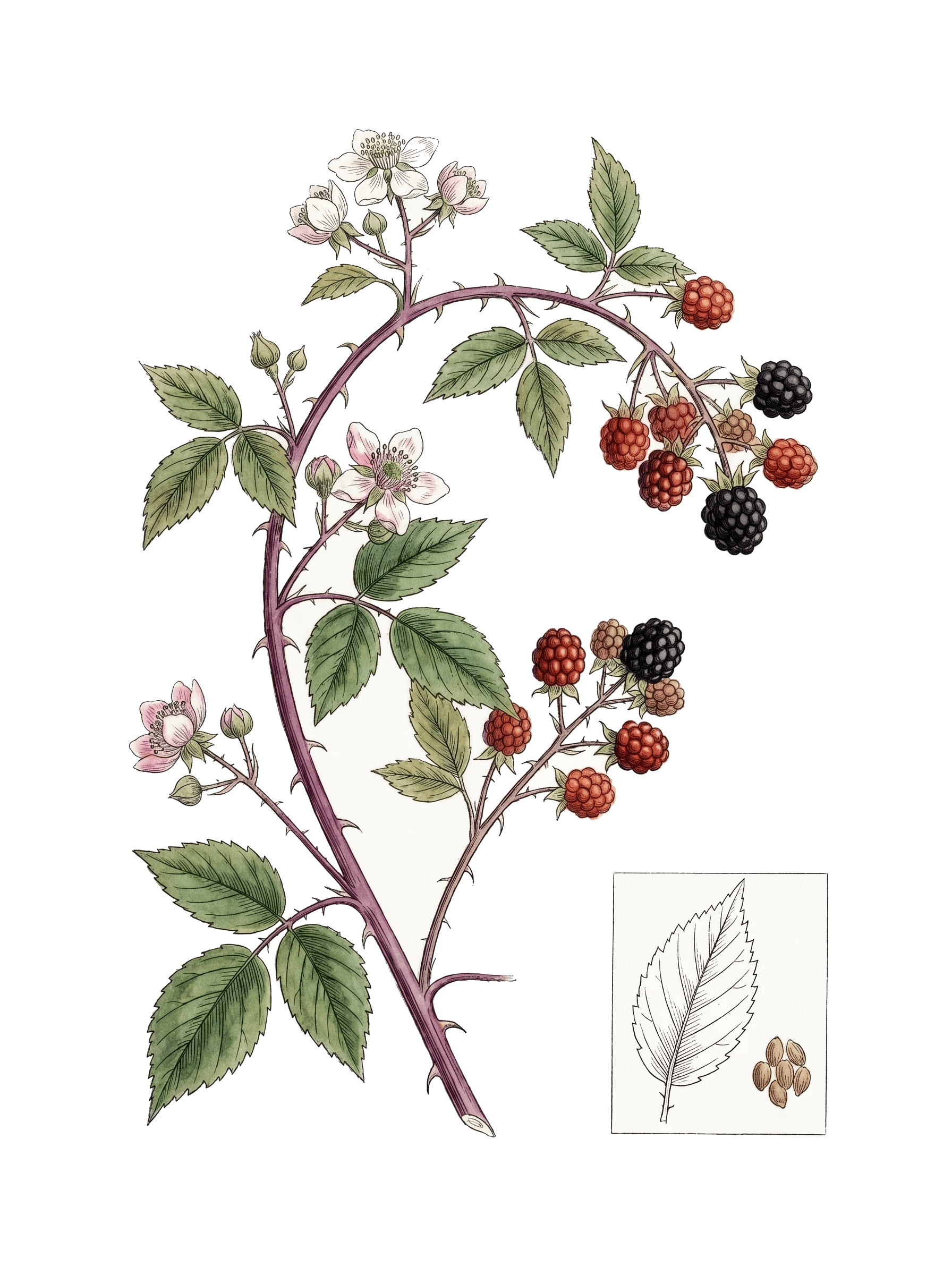 Botanical plate of Elmleaf blackberry