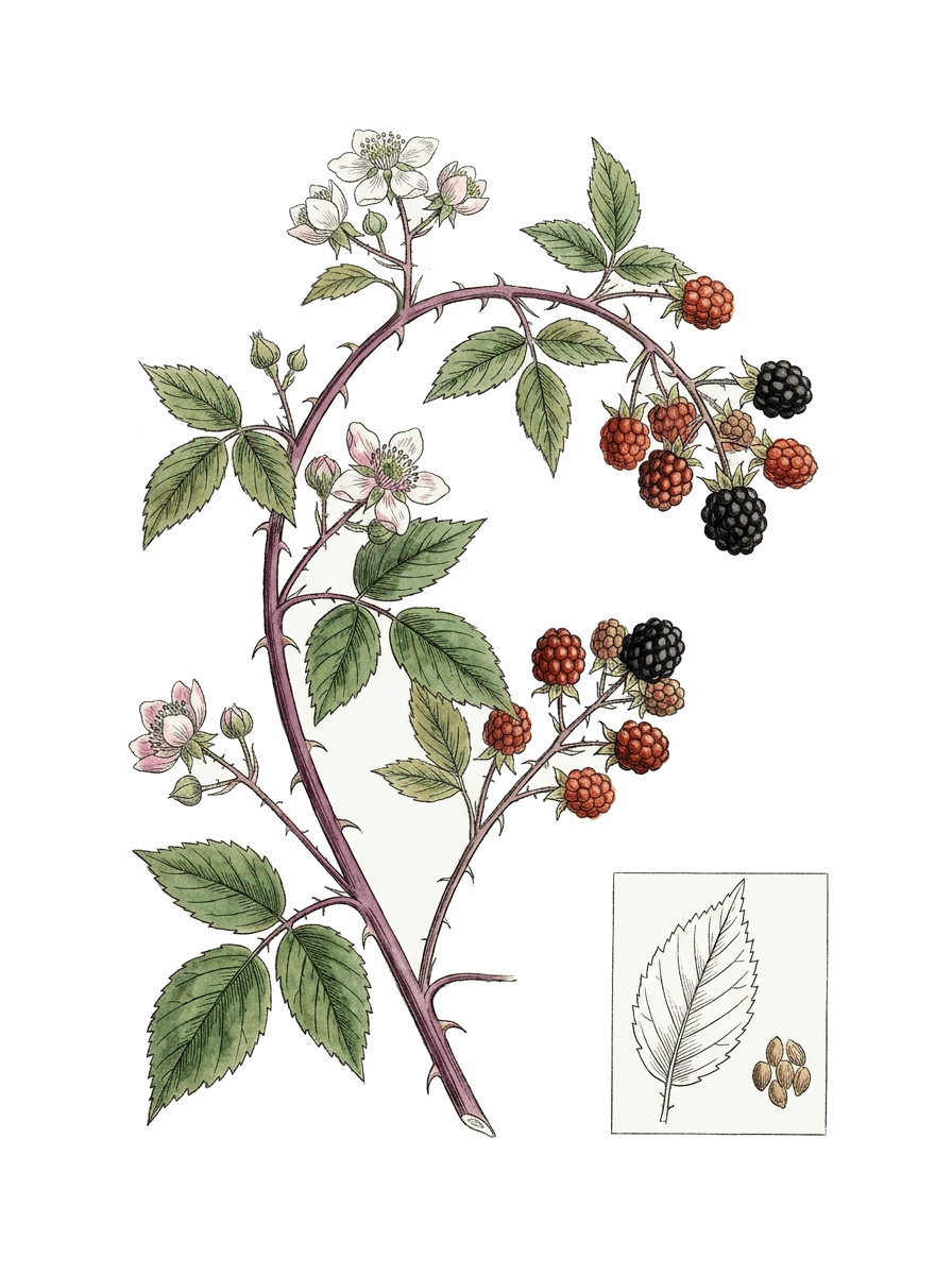 Botanical plate of Elmleaf blackberry