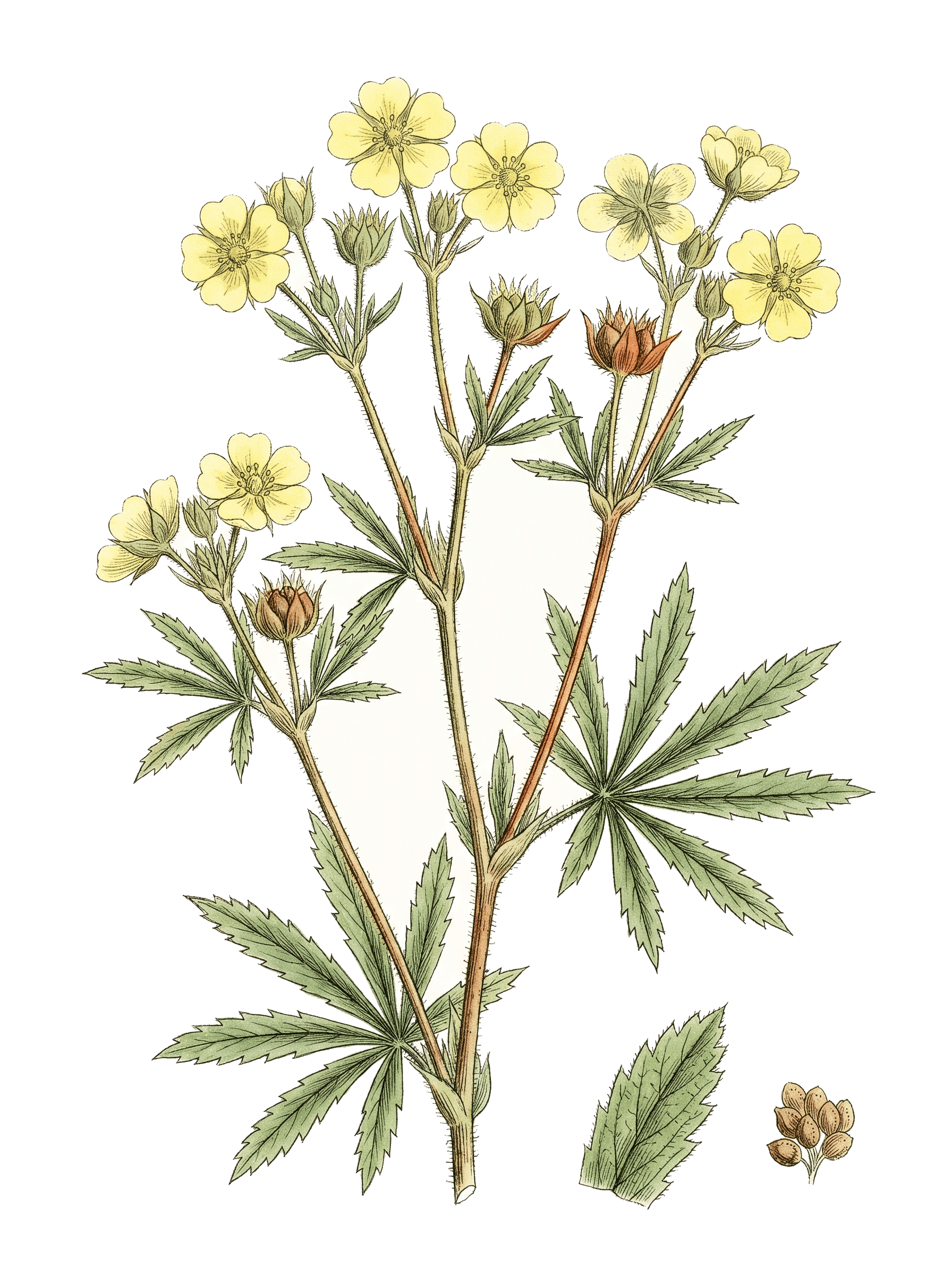 Botanical plate of Sulphur cinquefoil