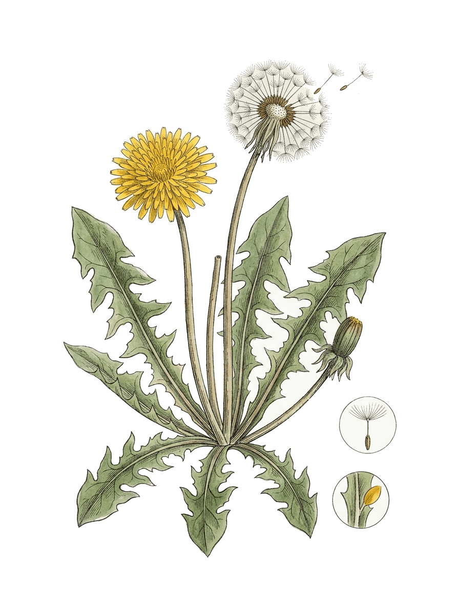 Botanical plate of Common dandelion