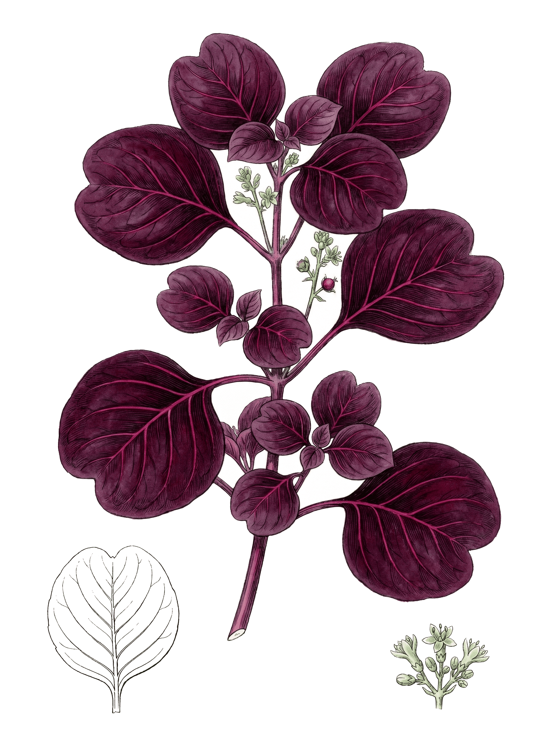 Botanical plate of Bloodleaf