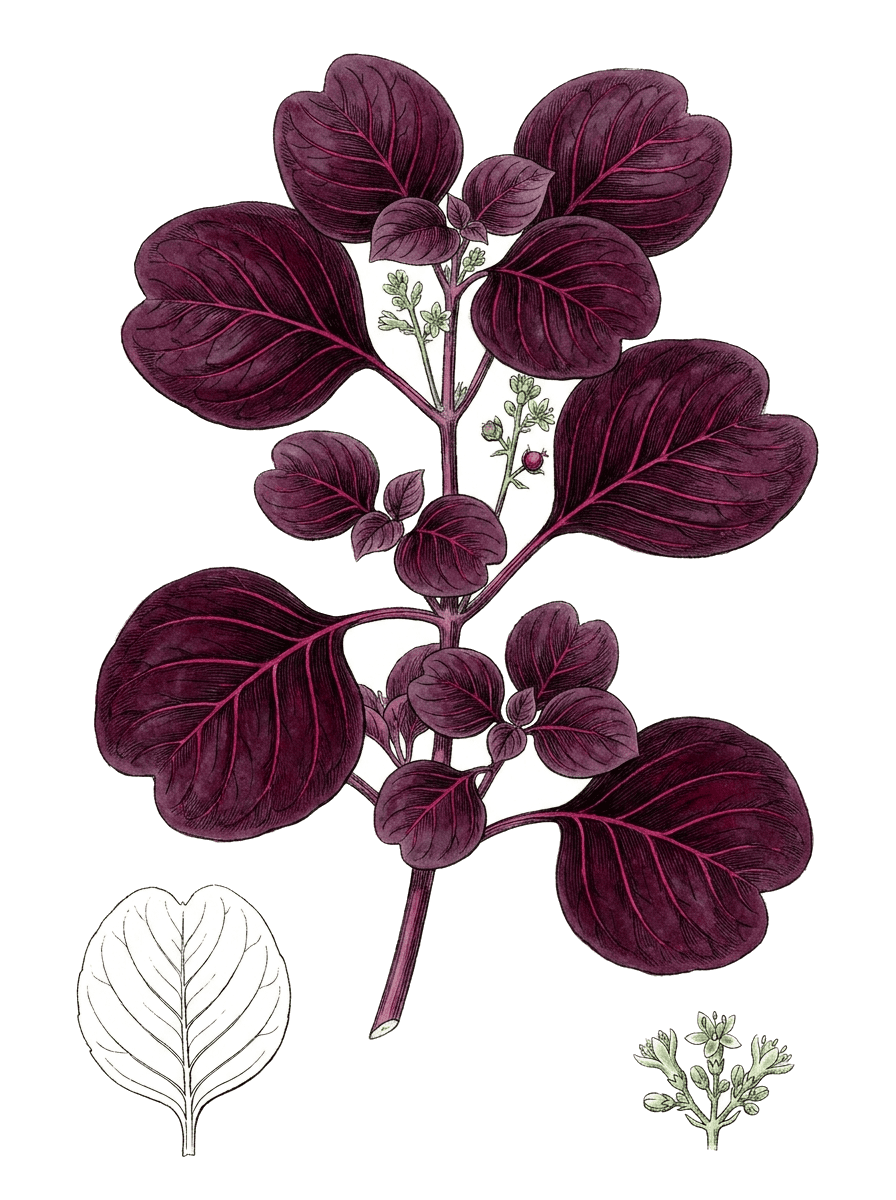 Botanical plate of Bloodleaf