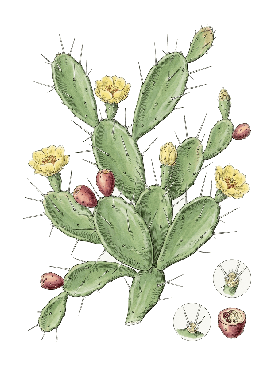 Botanical plate of Drooping prickly pear