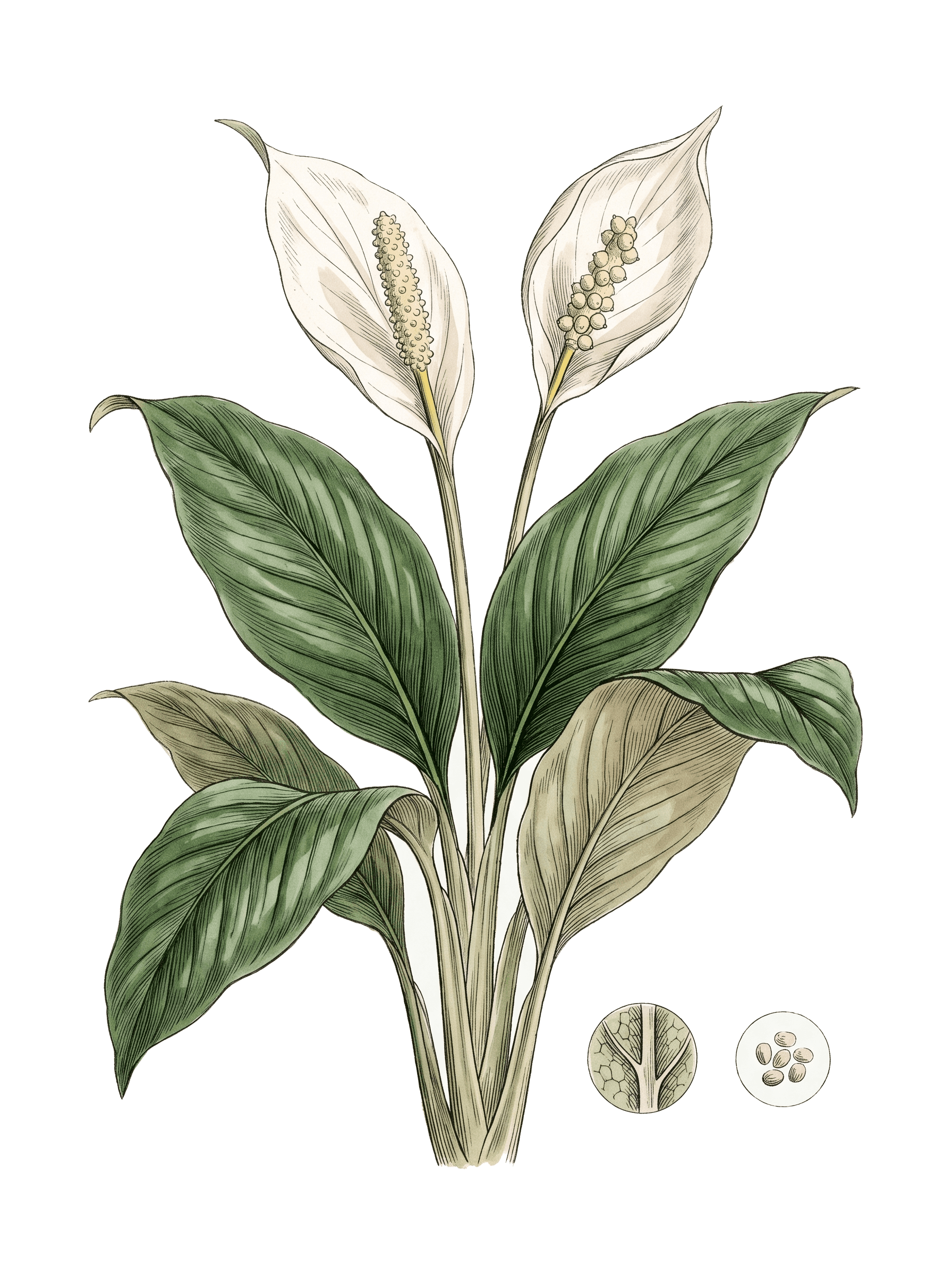 Botanical plate of Peace lily