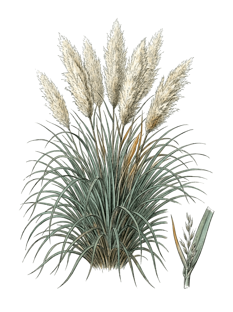 Botanical plate of Pampas grass