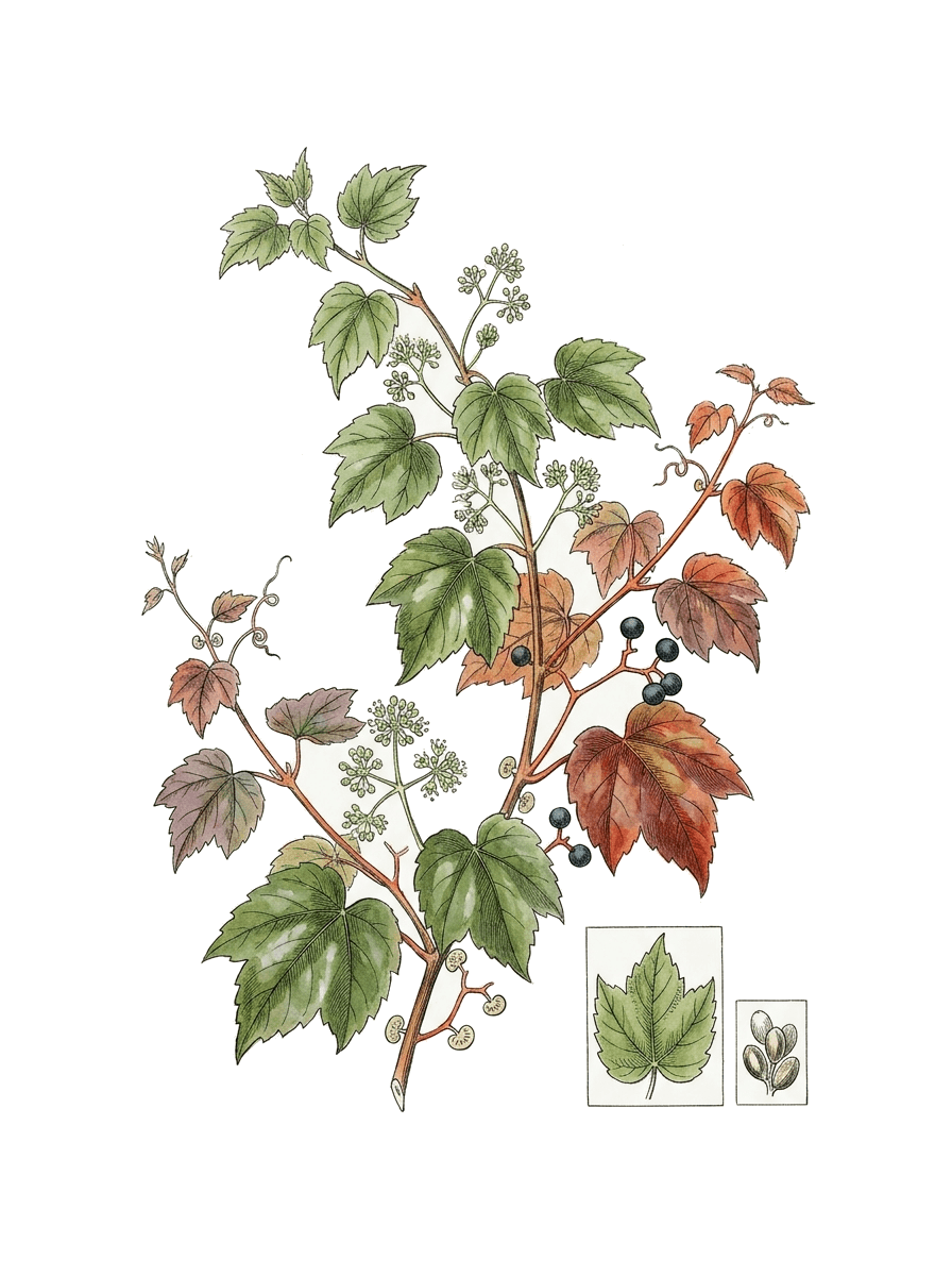 Botanical plate of Boston ivy