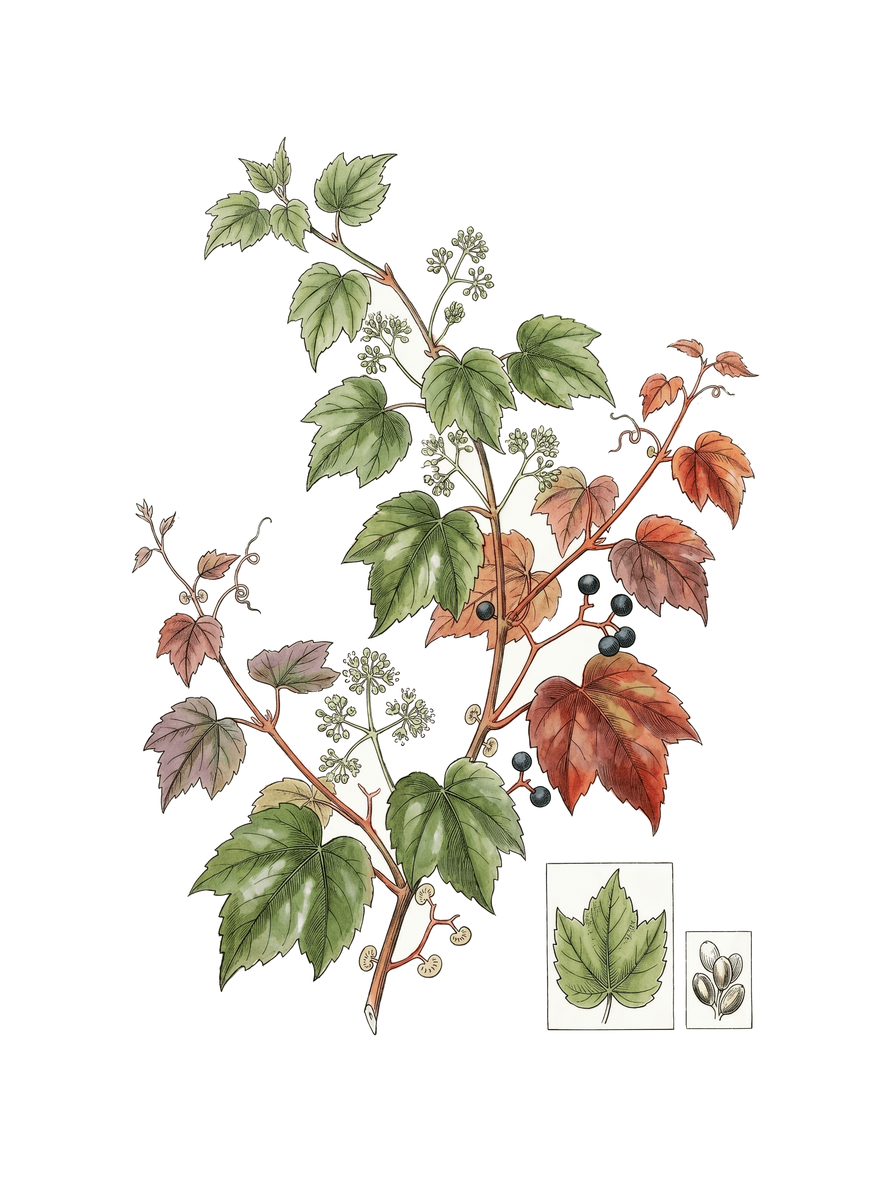 Botanical plate of Boston ivy