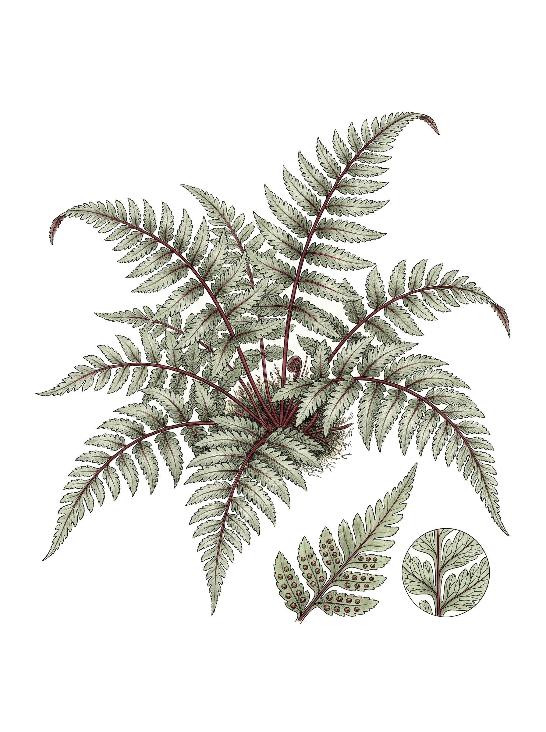 Botanical plate of Japanese painted fern