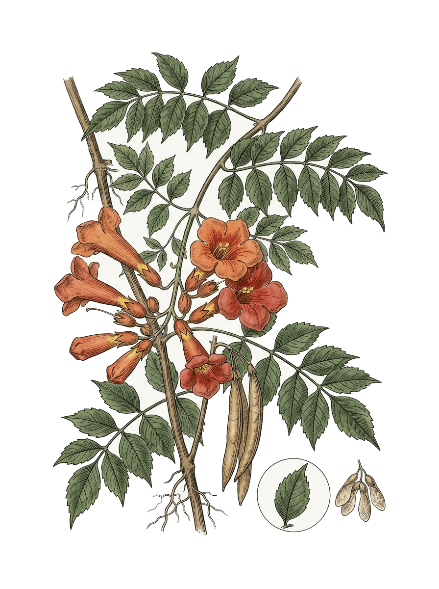 Botanical plate of Trumpet vine