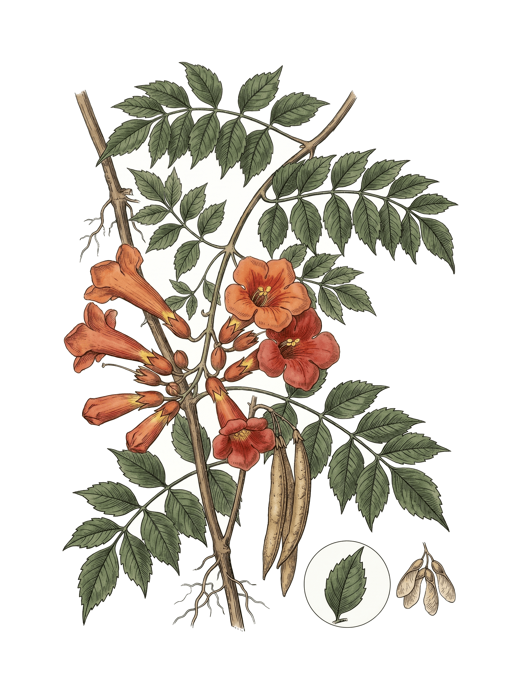 Botanical plate of Trumpet vine