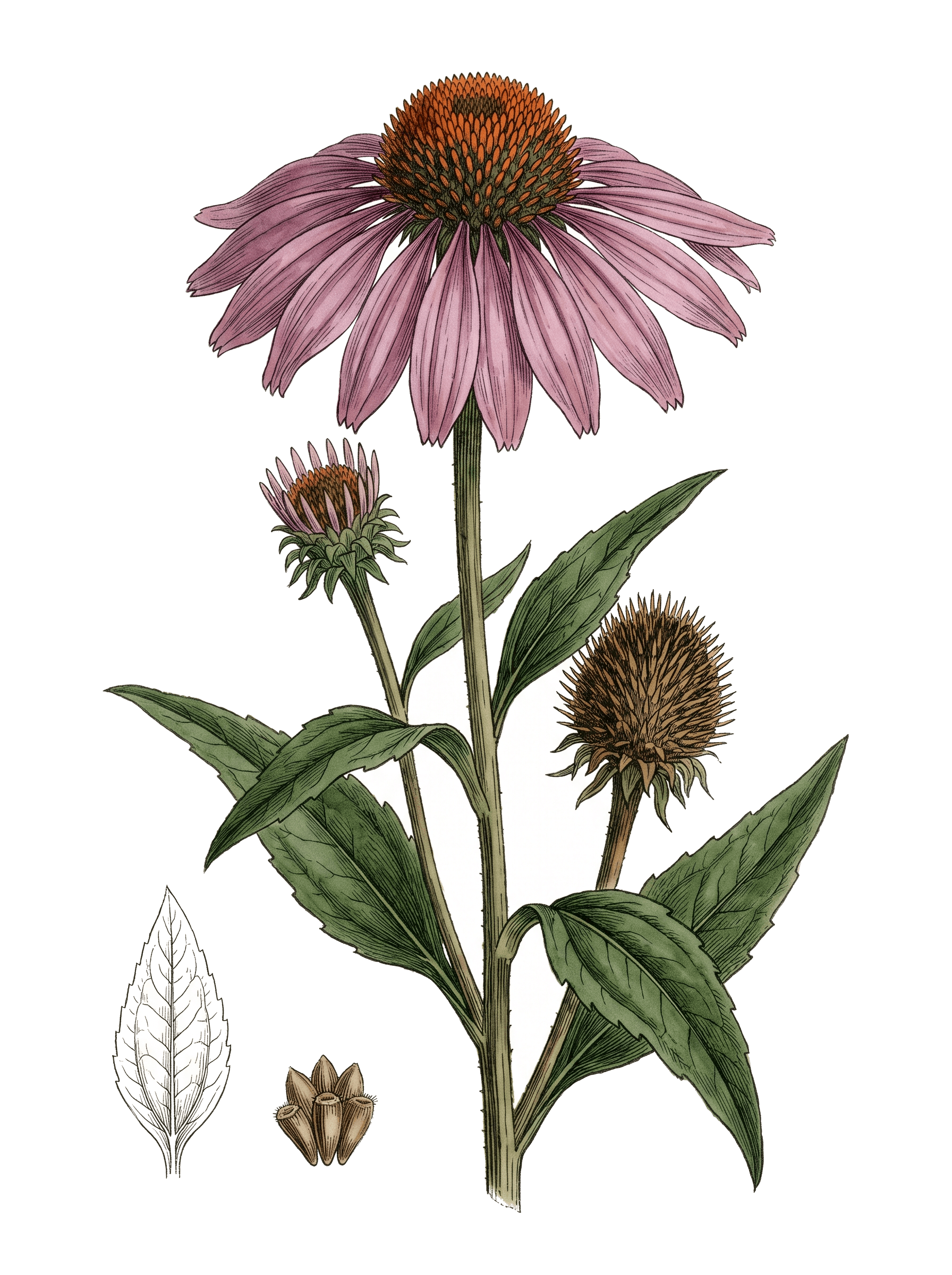 Botanical plate of Purple coneflower