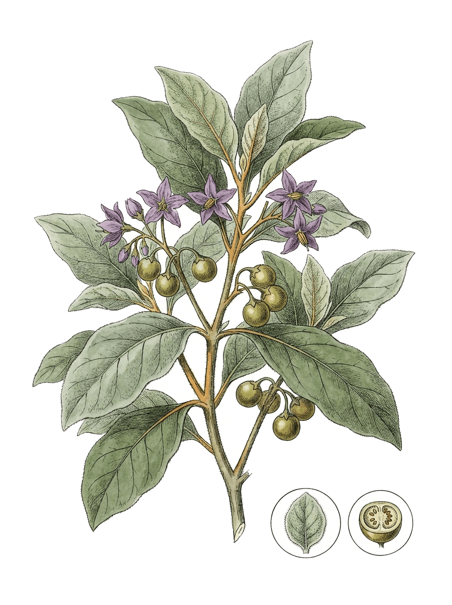 Botanical plate of Woolly nightshade (tobacco tree)