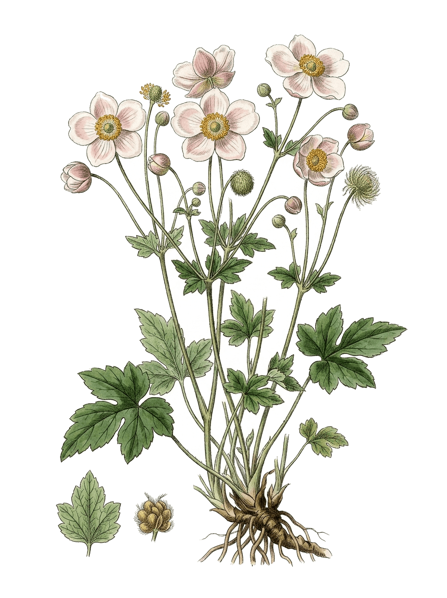 Botanical plate of Japanese anemone