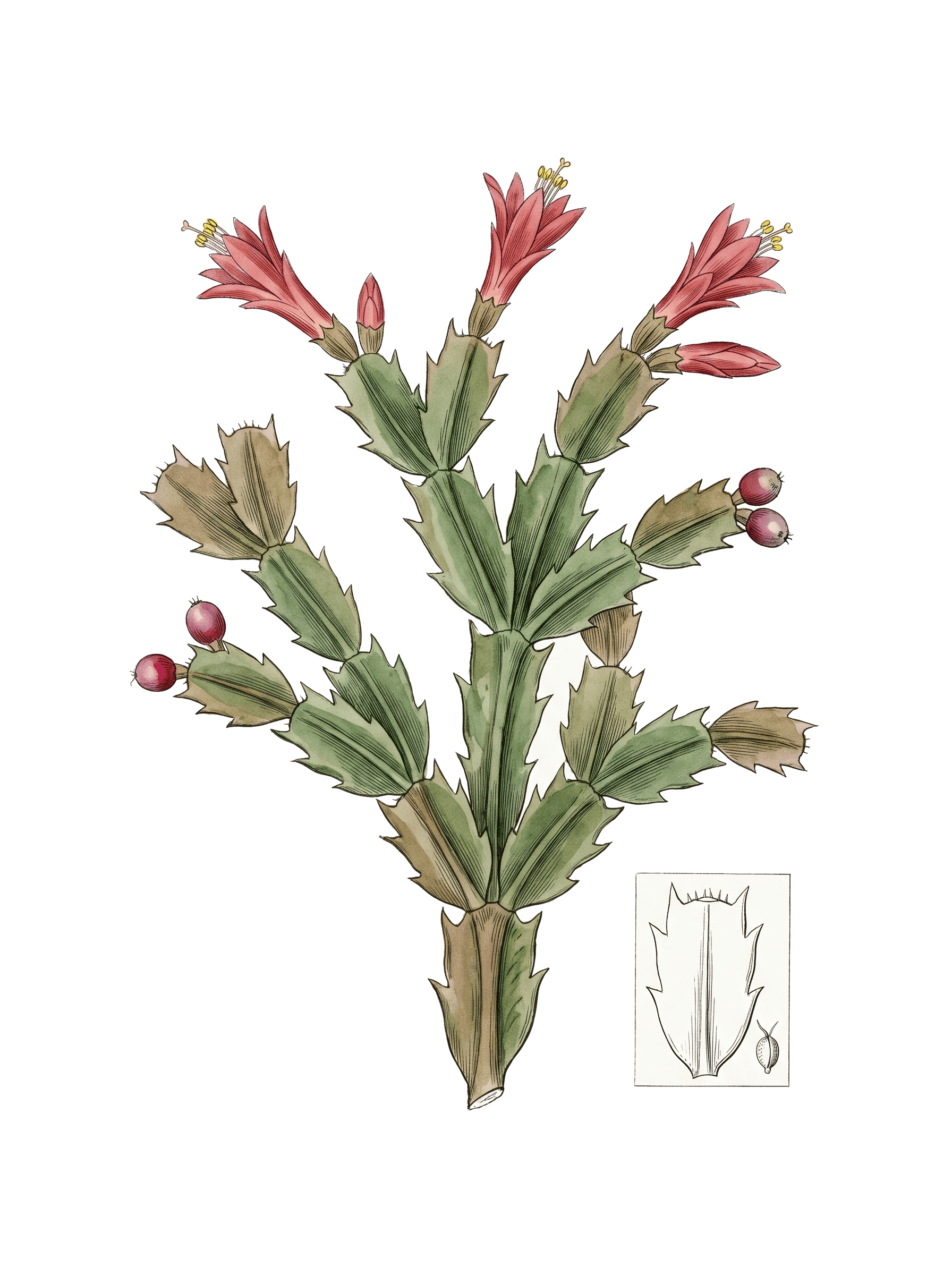 Botanical plate of Thanksgiving cactus
