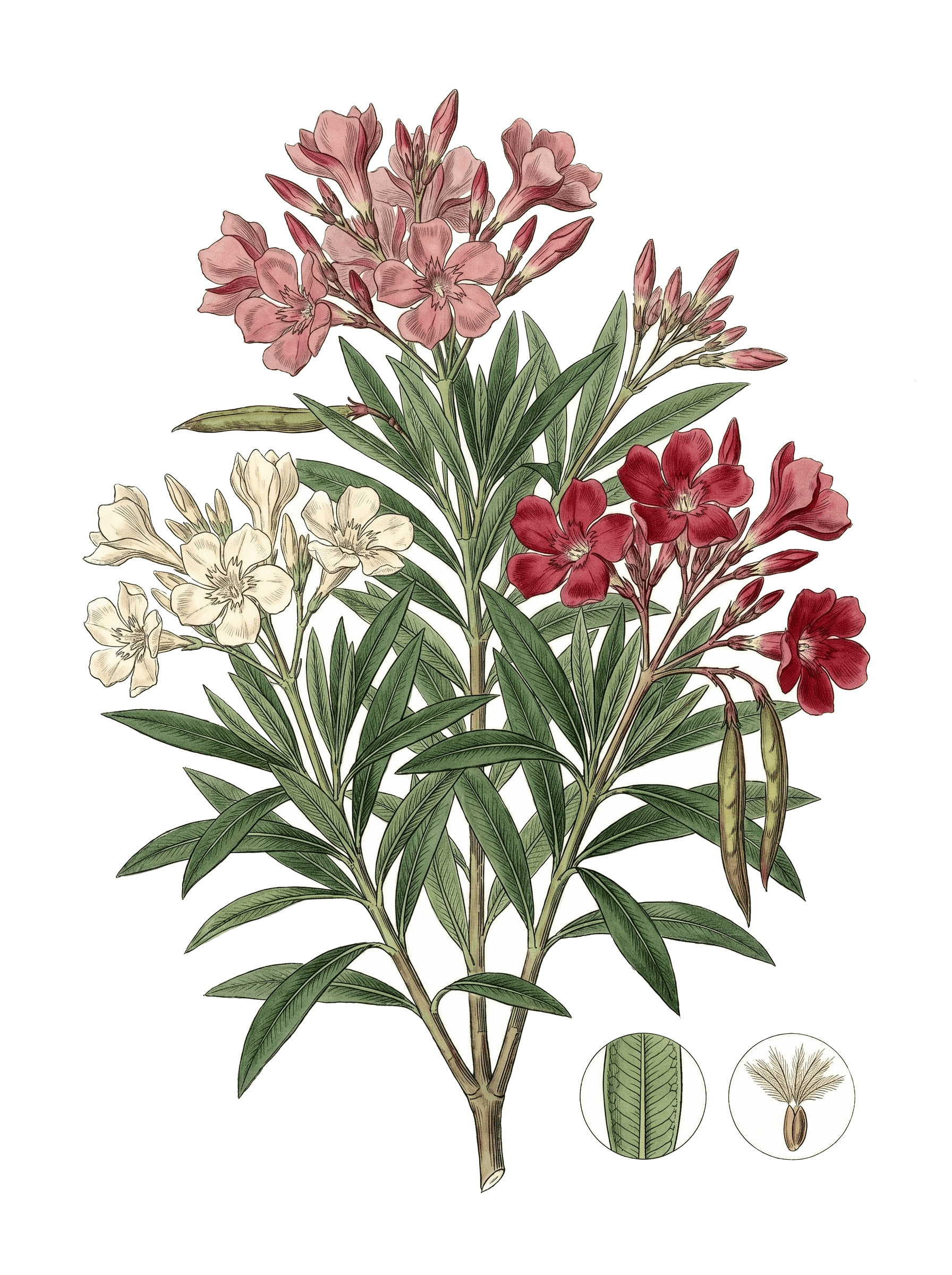 Botanical plate of Oleander