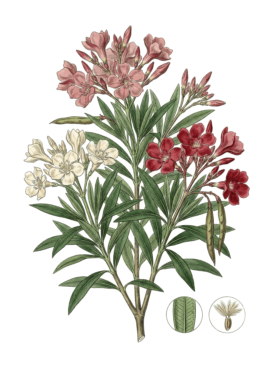 Botanical plate of Oleander