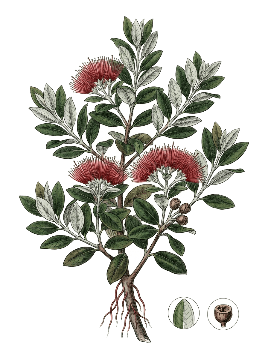 Botanical plate of New Zealand Christmas tree (pōhutukawa)
