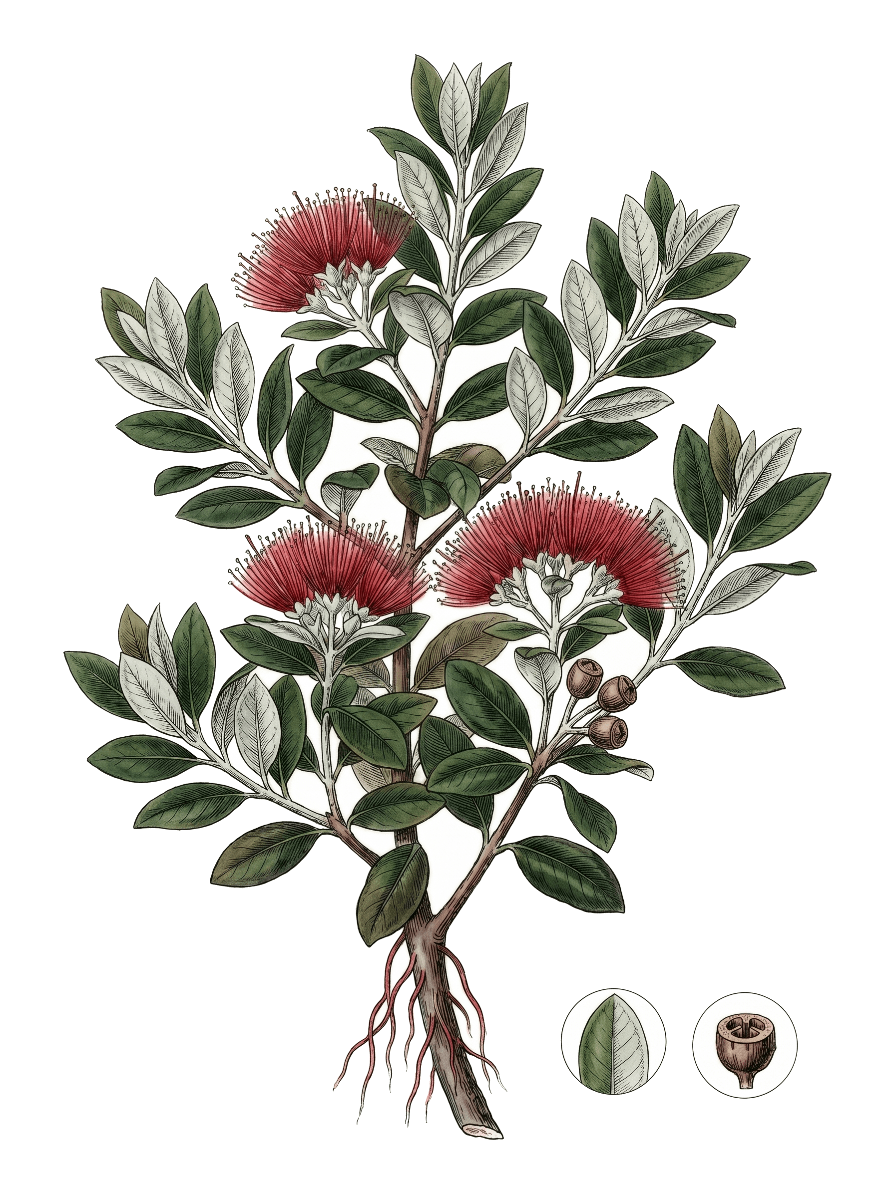 Botanical plate of New Zealand Christmas tree (pōhutukawa)