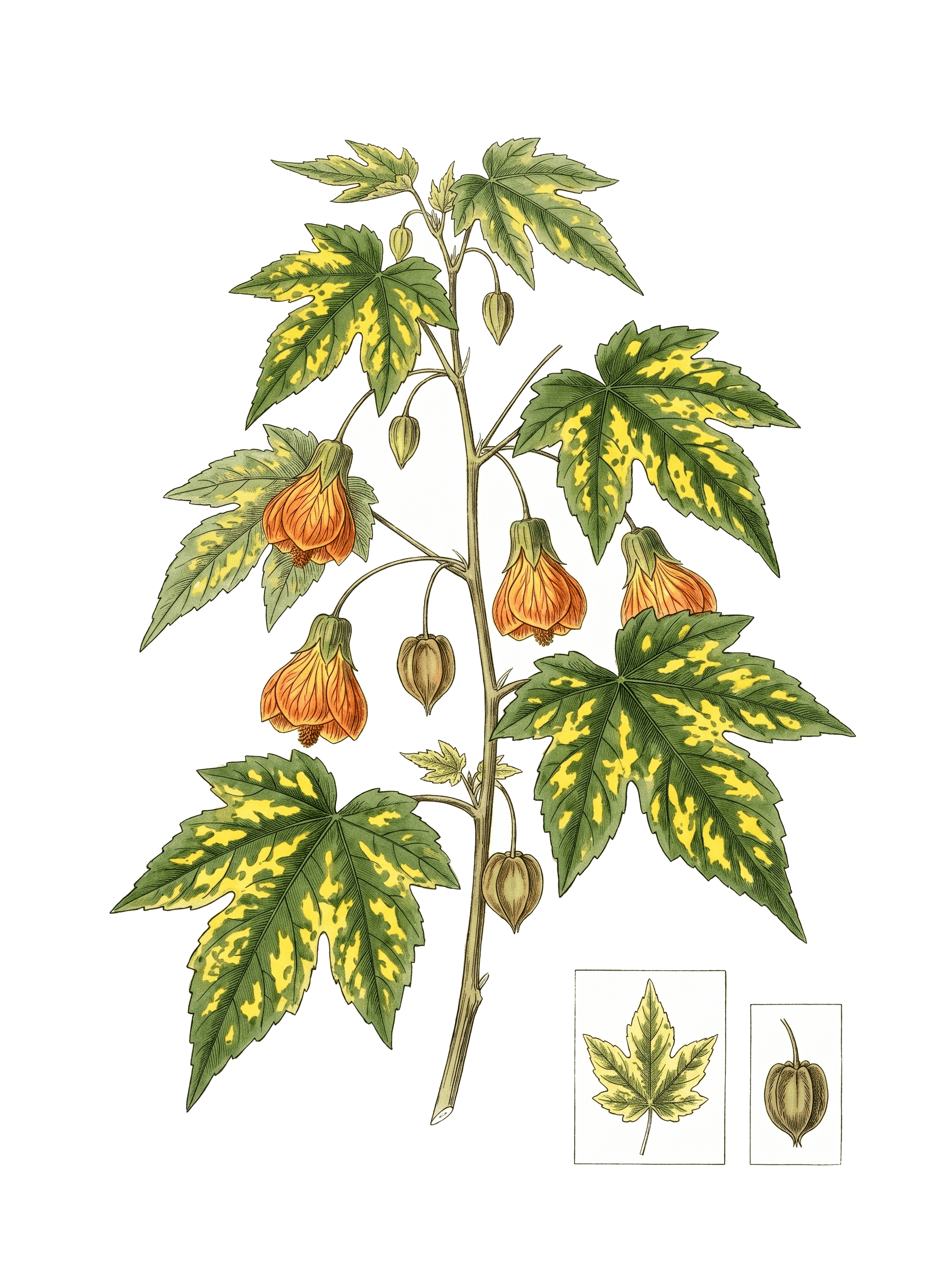 Botanical plate of Variegated flowering maple