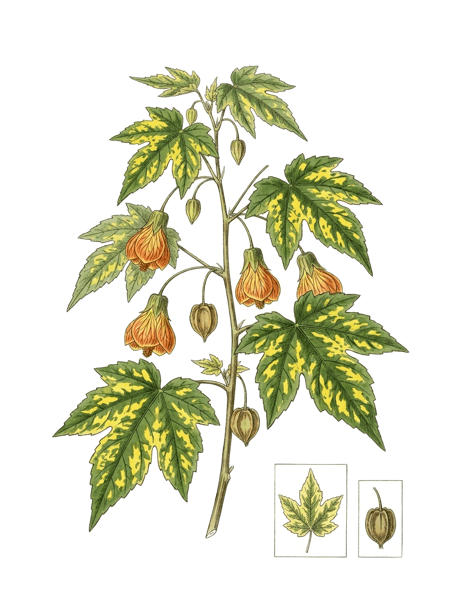 Botanical plate of Variegated flowering maple