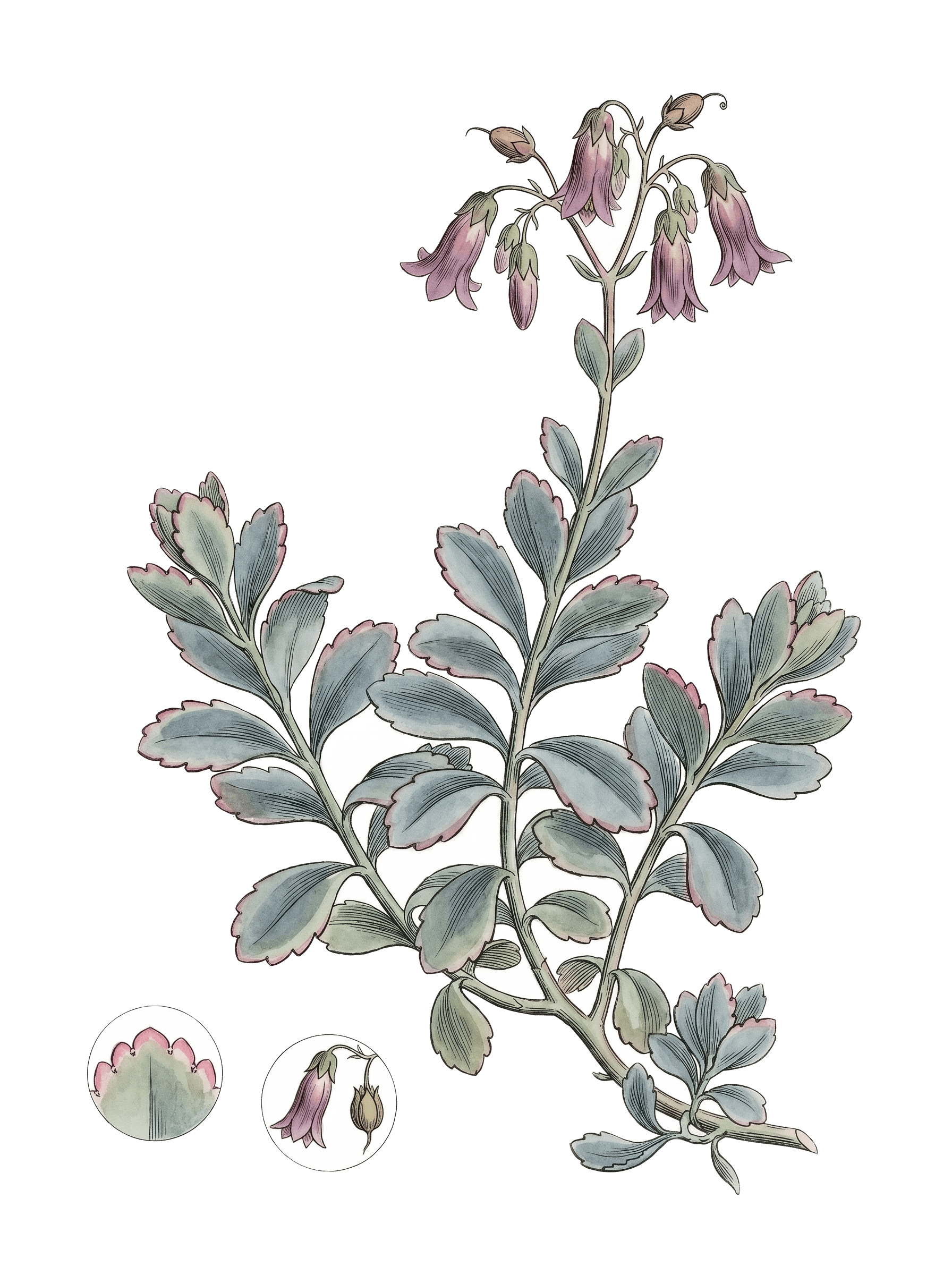Botanical plate of Lavender scallops