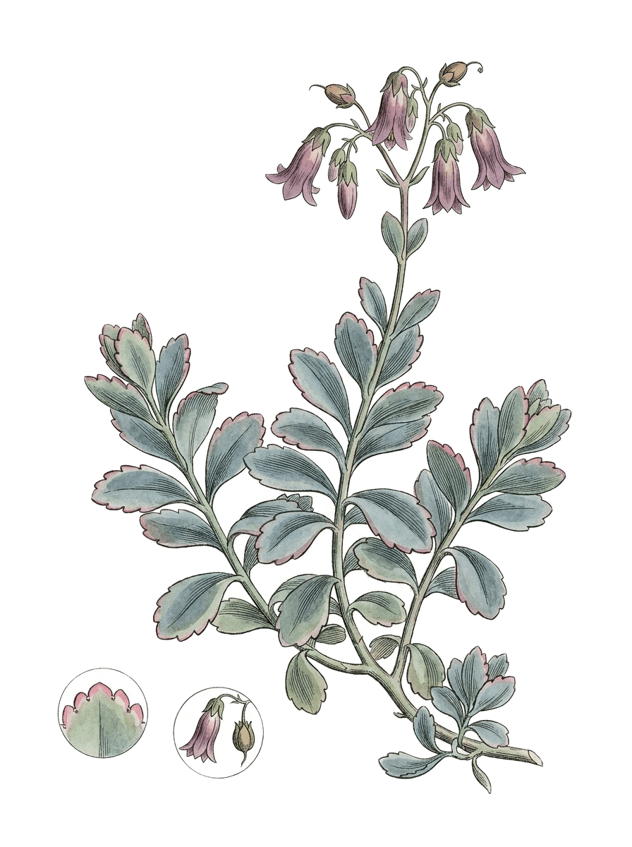 Botanical plate of Lavender scallops