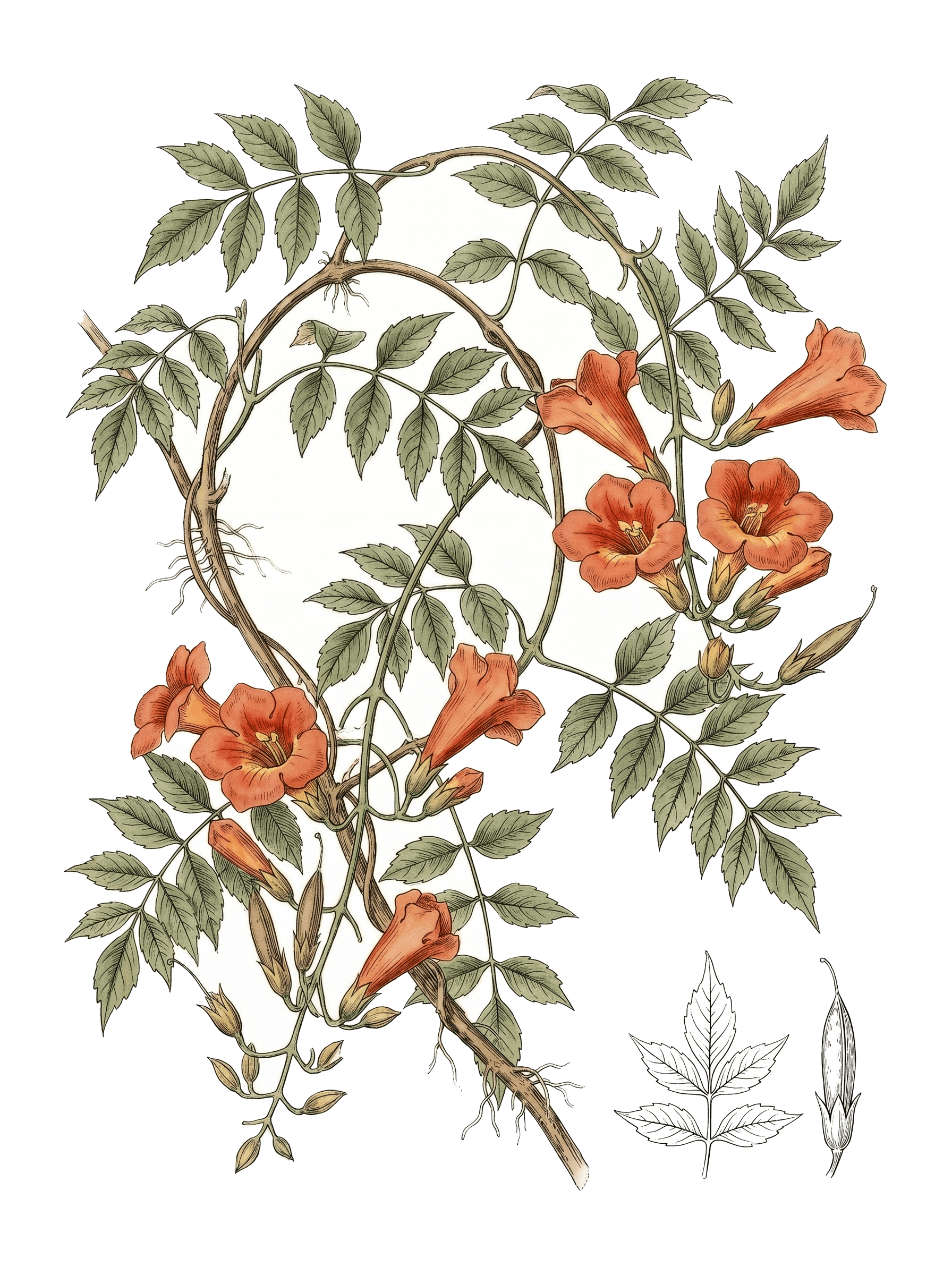 Botanical plate of Chinese trumpet creeper
