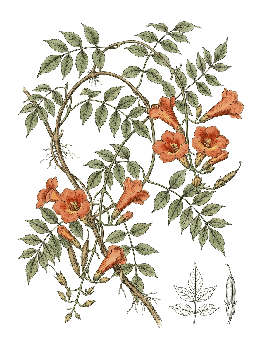 Botanical plate of Chinese trumpet creeper