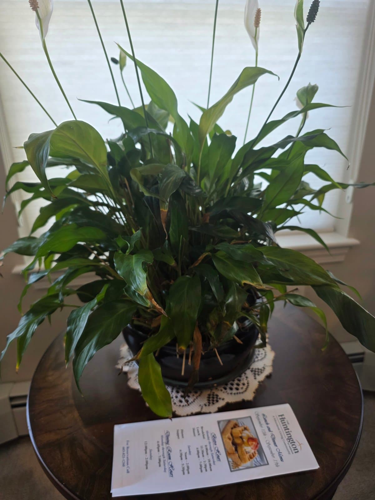 Peace lily photographed by AzoreanPineapple