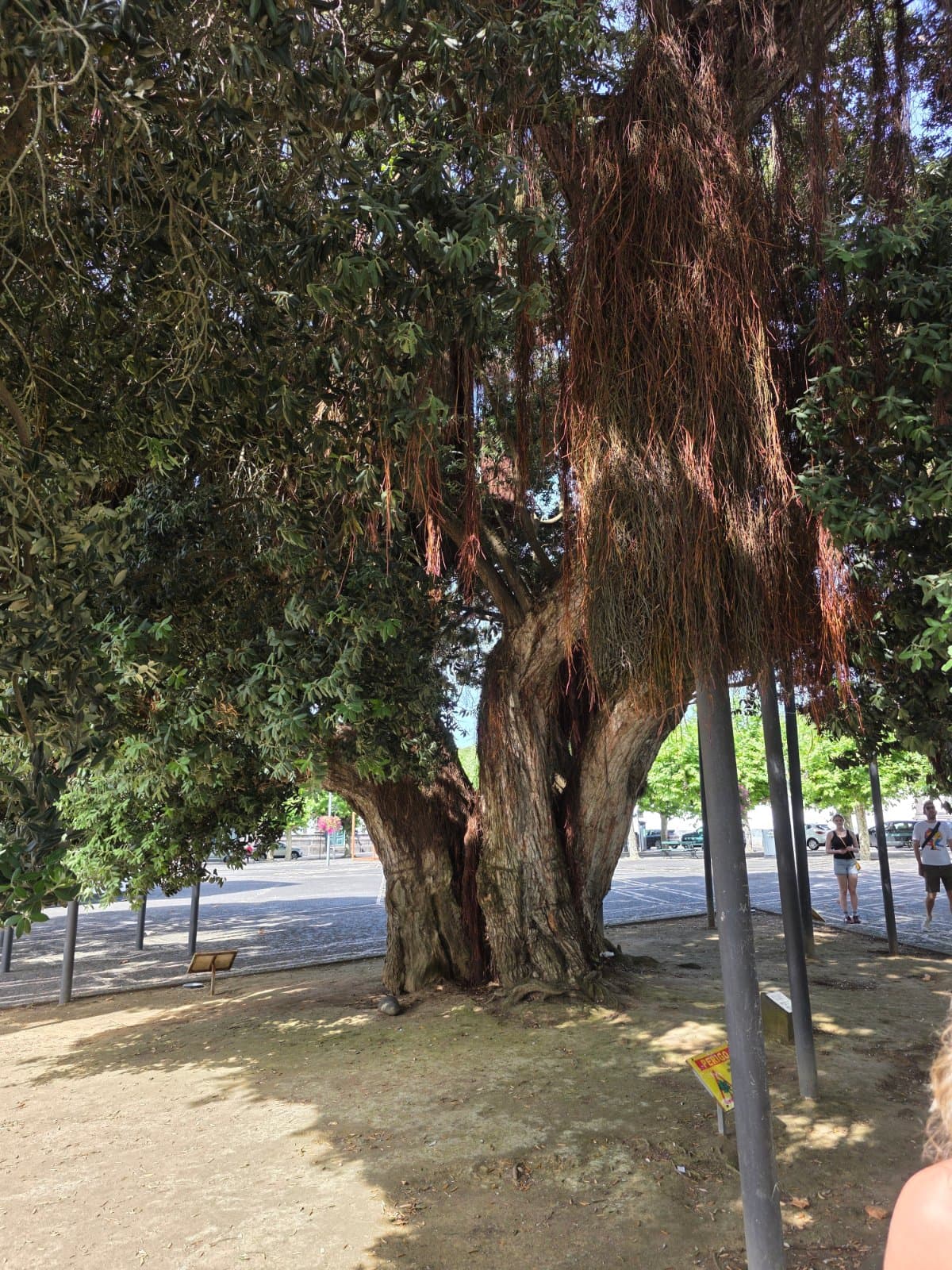 Moreton Bay fig photographed by AzoreanPineapple