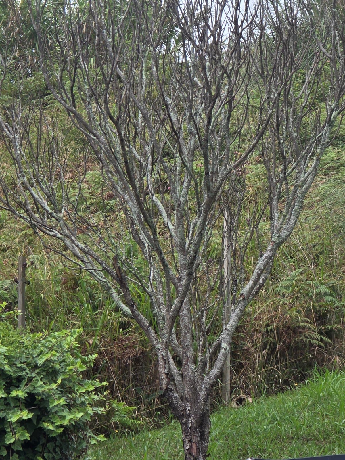 Plum or cherry tree (dormant) photographed by AzoreanPineapple