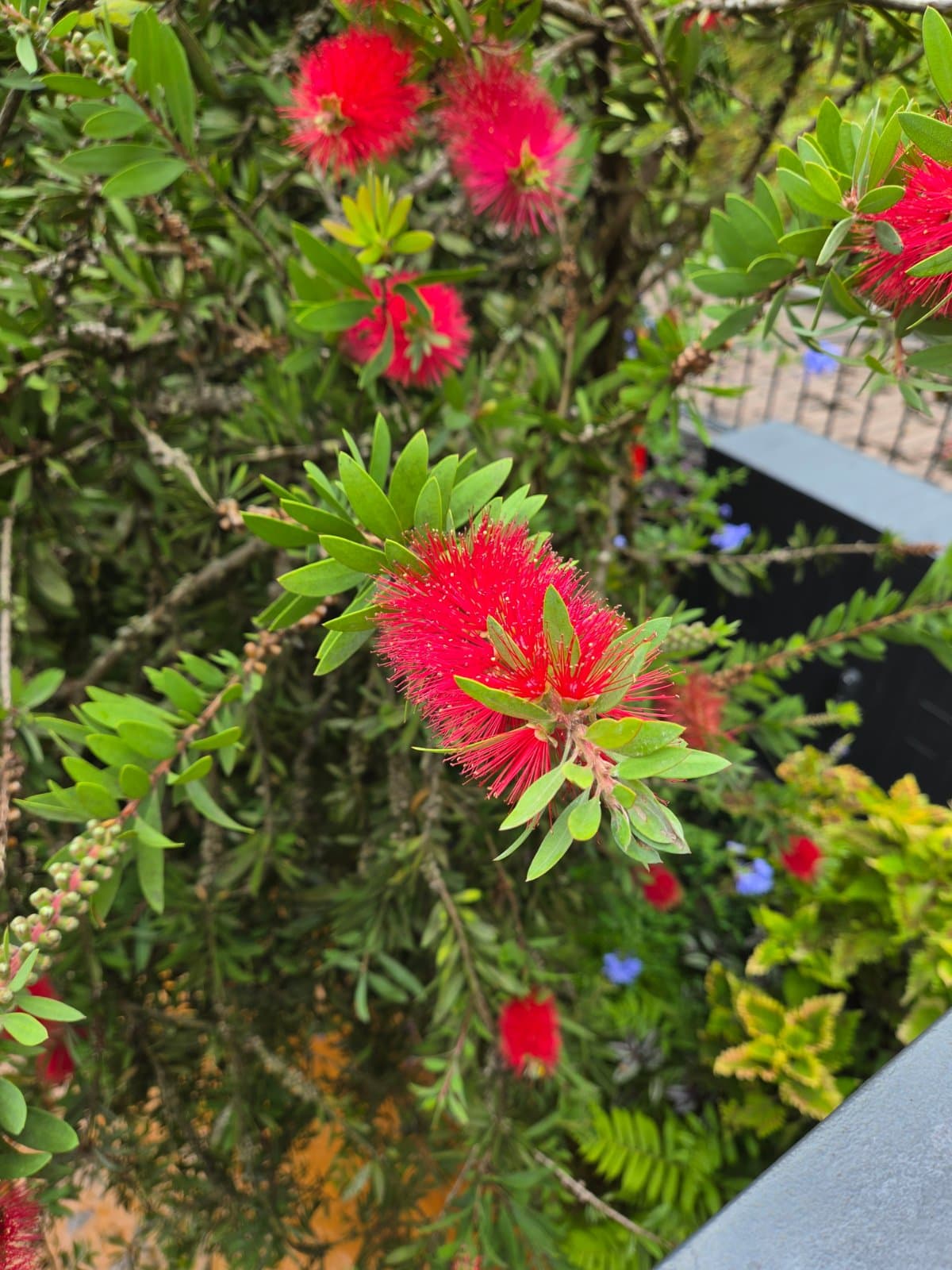 Crimson bottlebrush photographed by Plant love