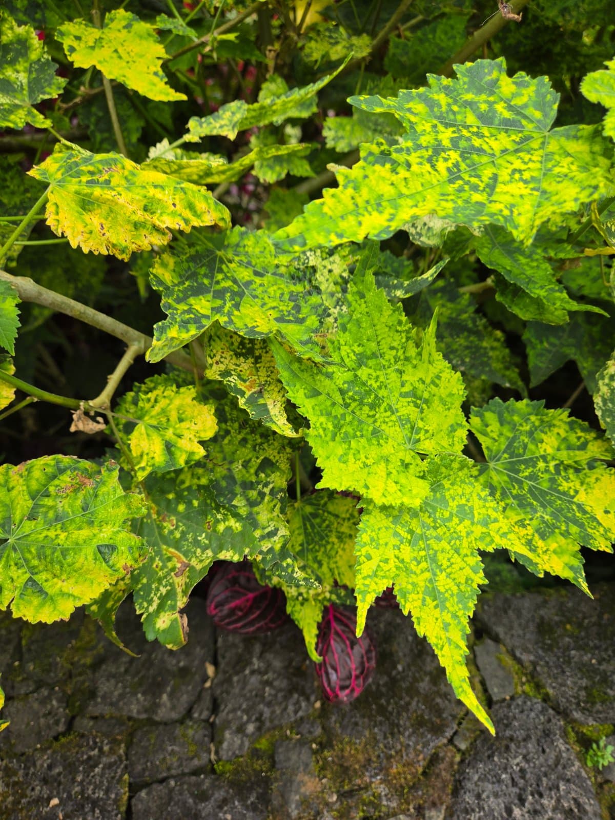Variegated flowering maple photographed by Plant love