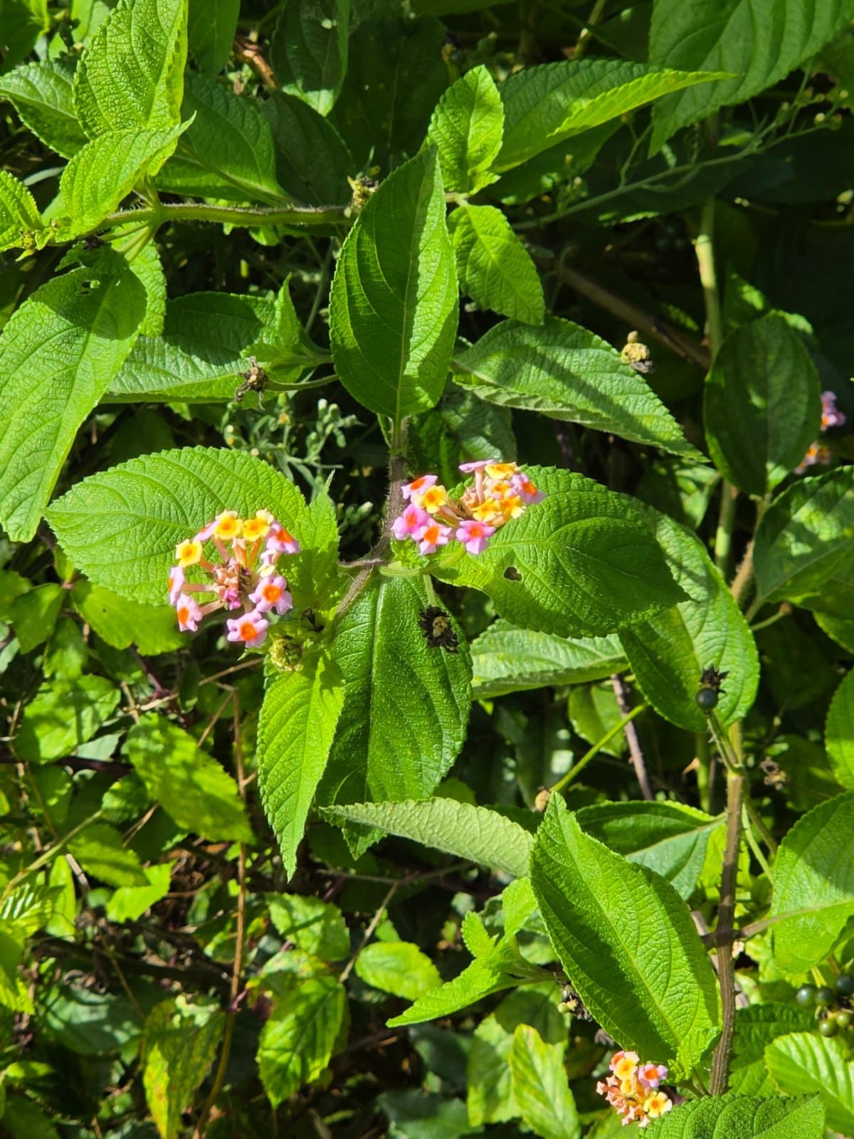 Lantana photographed by Plant love