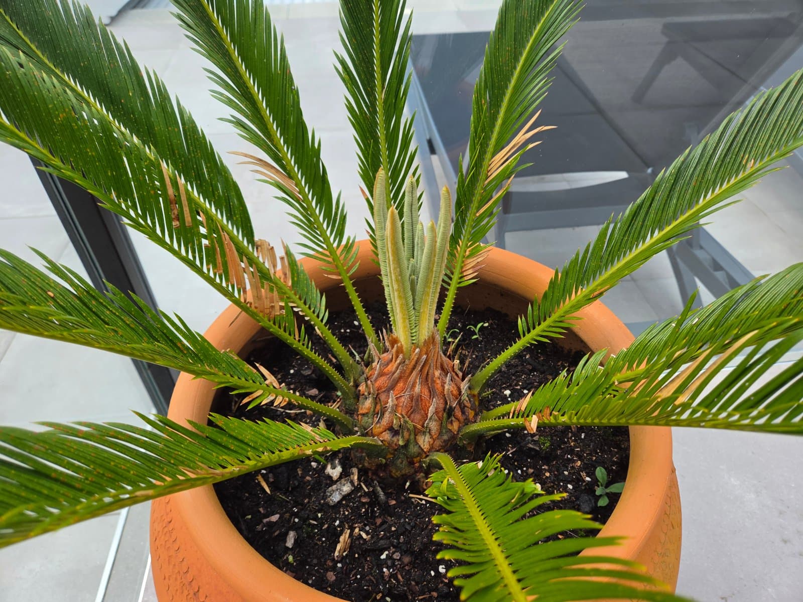 Sago palm photographed by Plant love