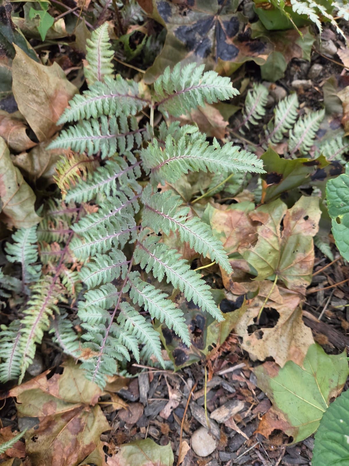 Japanese painted fern photographed by Plant Love