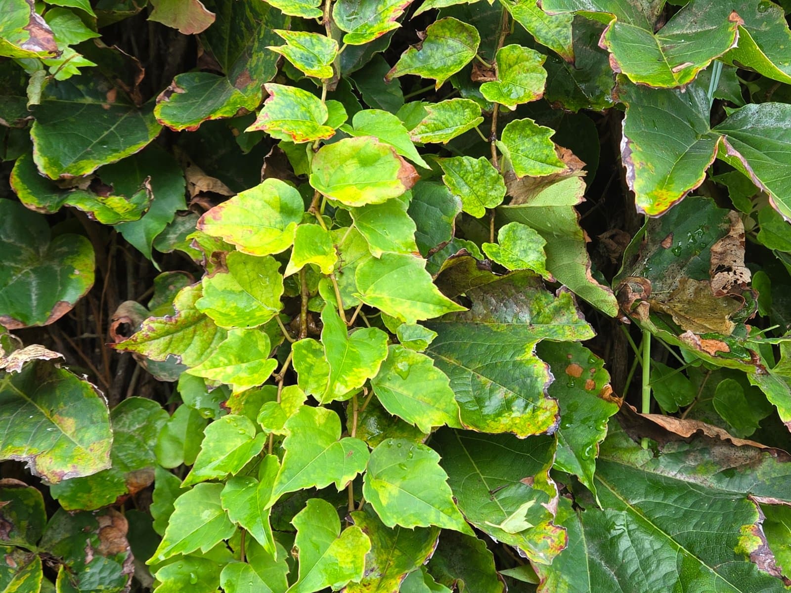 Boston ivy photographed by Plant love