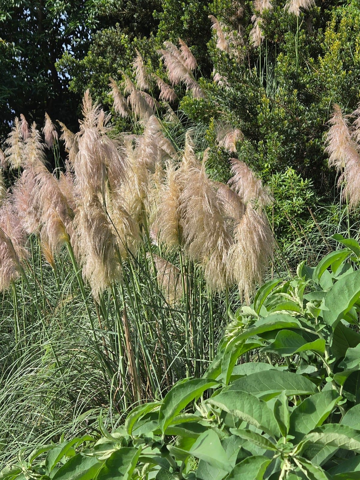 Pampas grass photographed by Plant love