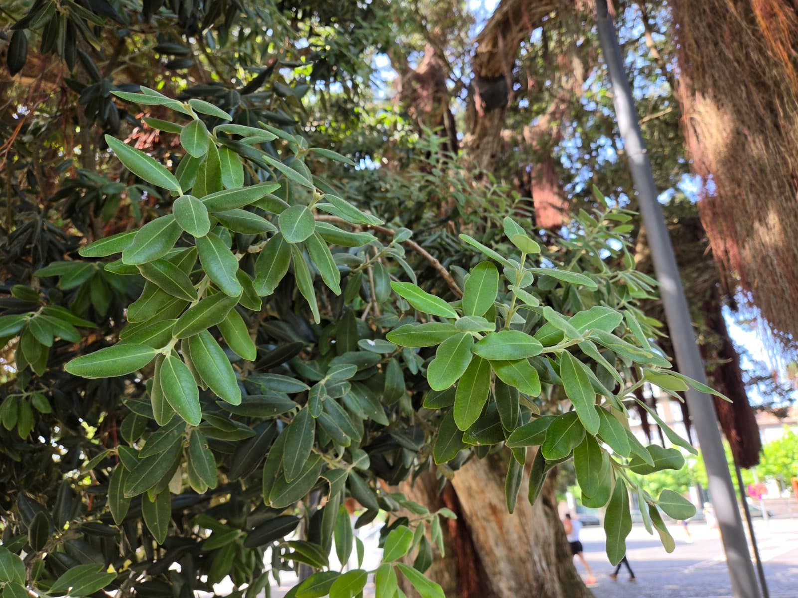 New Zealand Christmas tree (pōhutukawa) photographed by Plant love