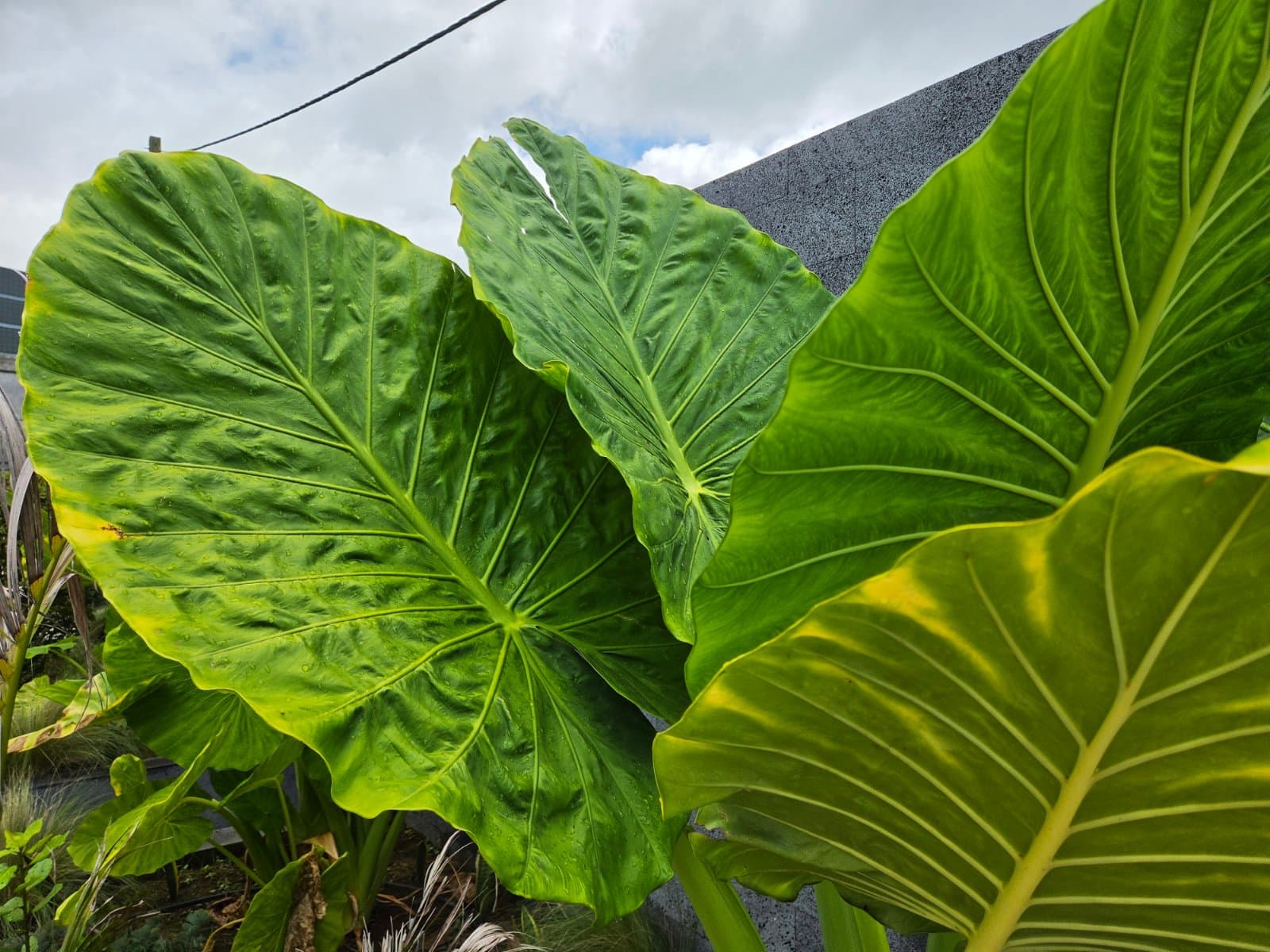 Giant taro photographed by Plant love