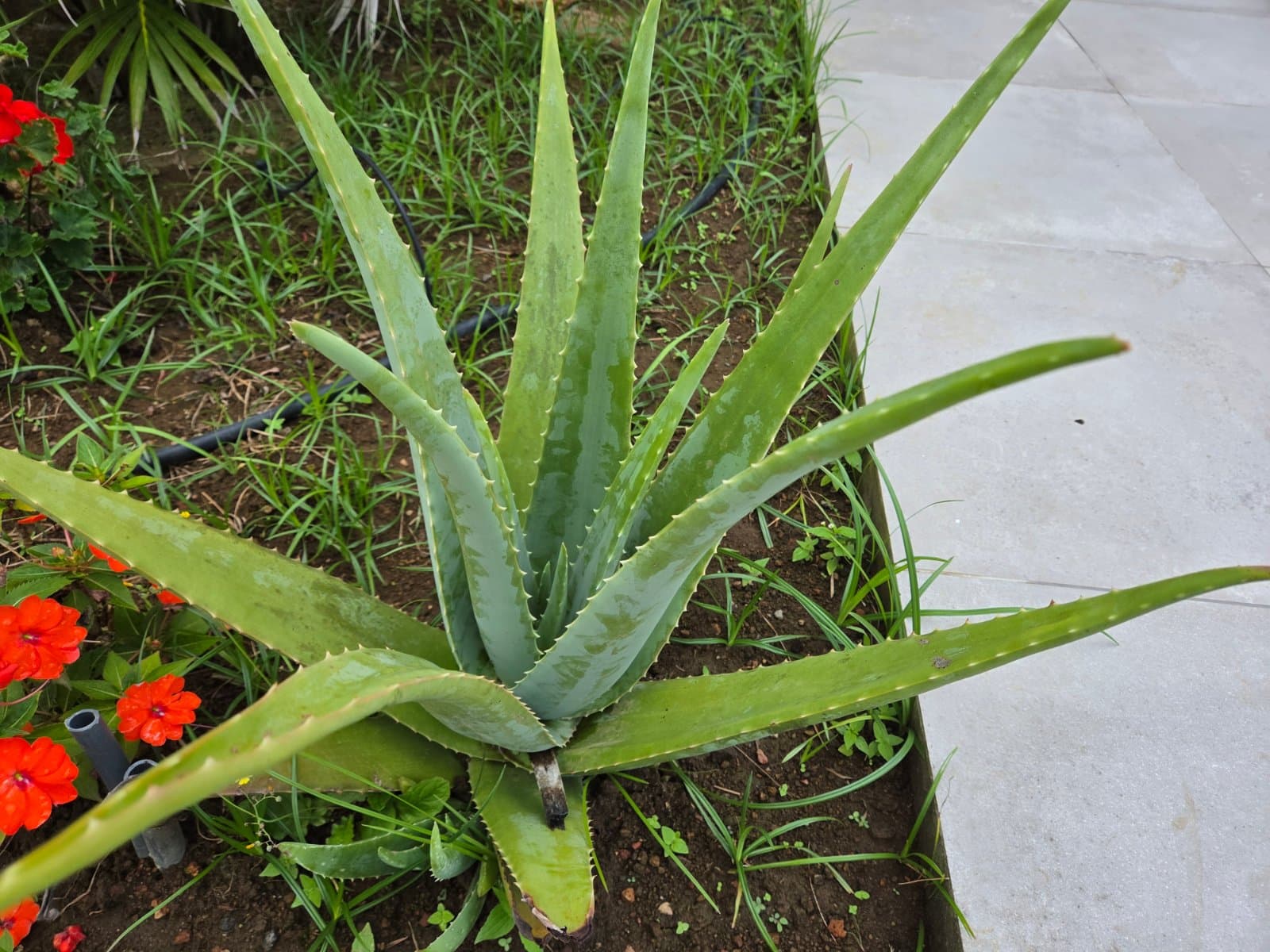 Aloe vera photographed by Plant love