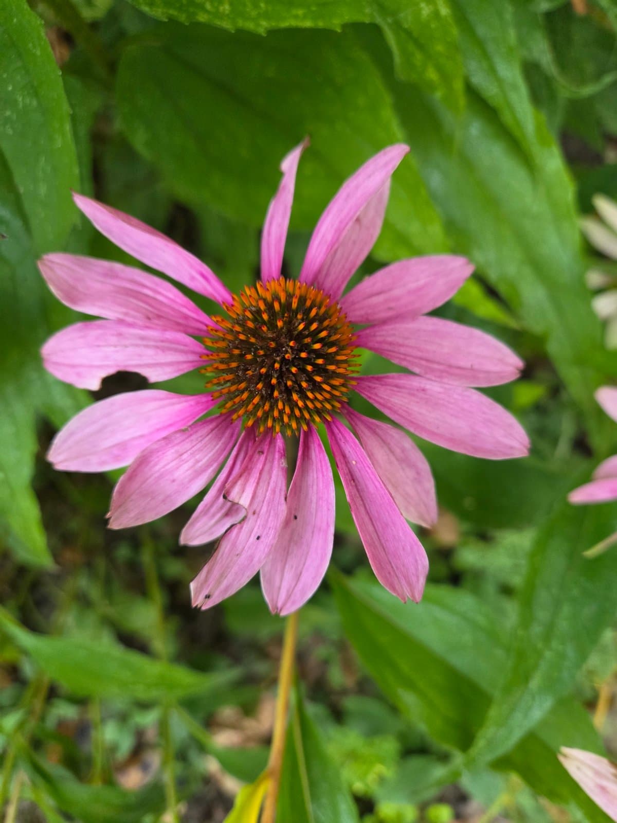 Purple coneflower photographed by Plant Love