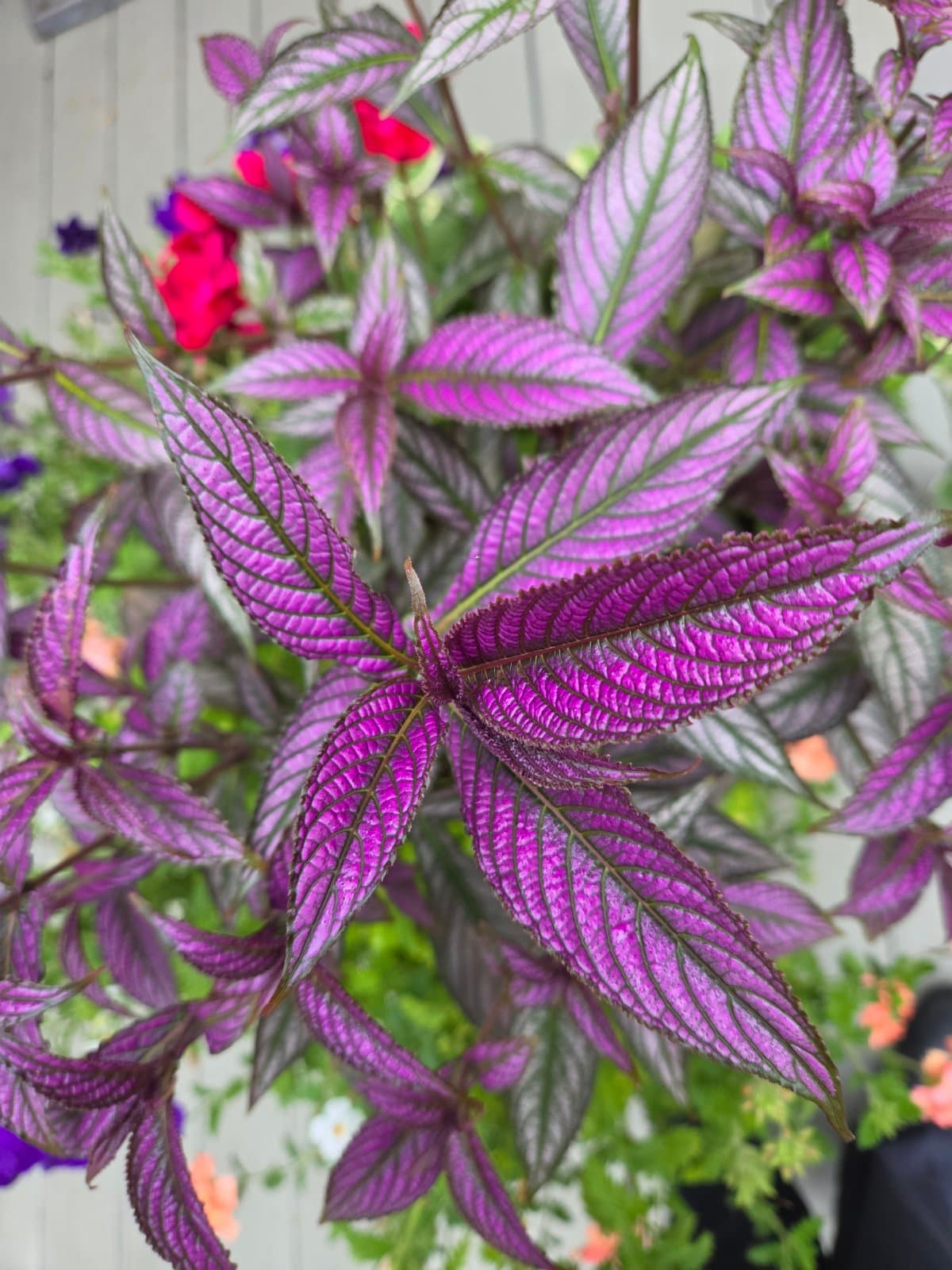 Persian shield photographed by Plant Love